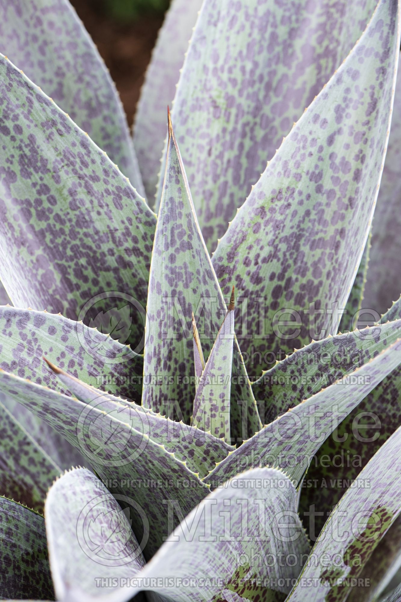 Mangave Aztec King (agave) 2