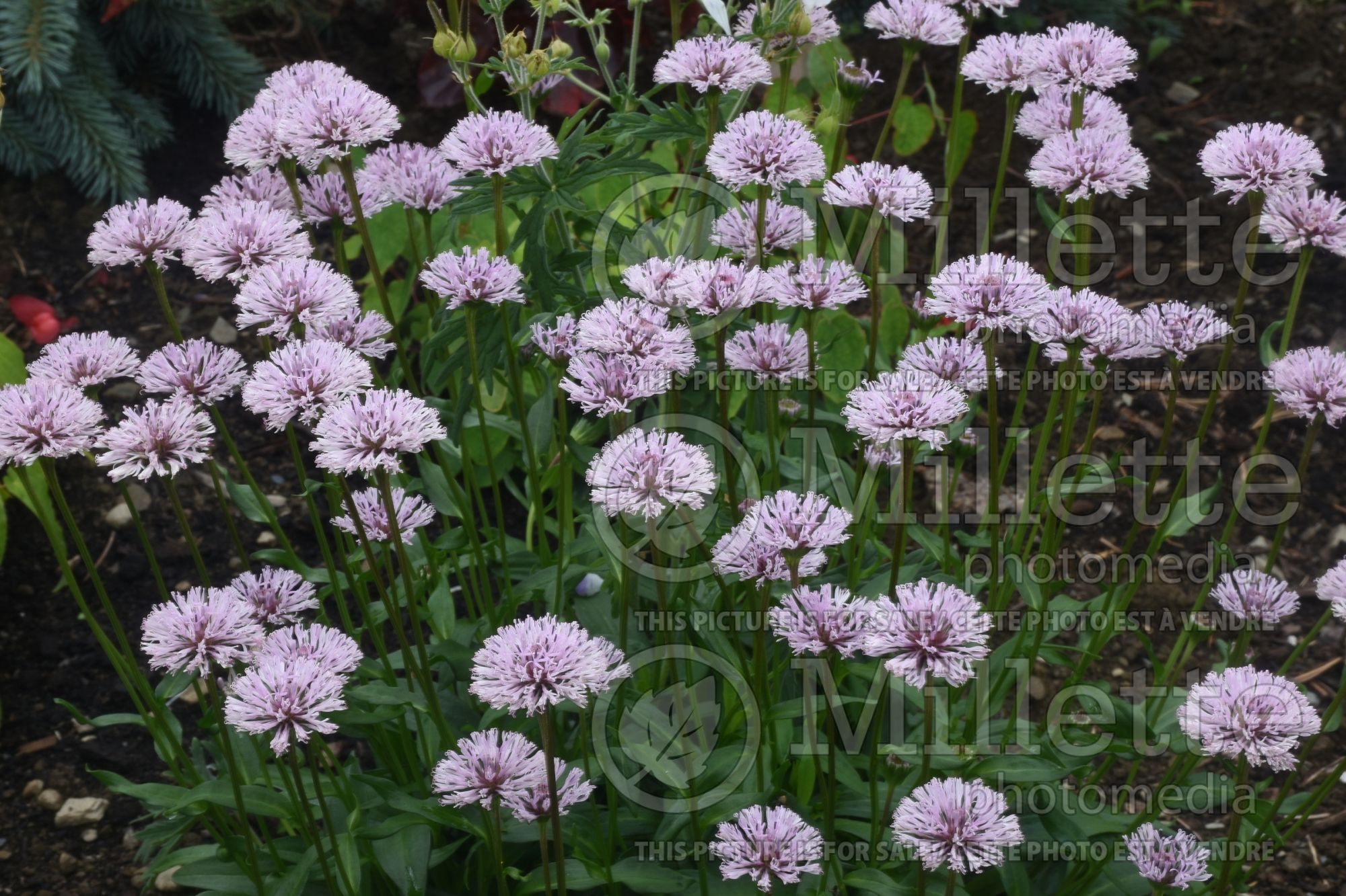 Marshallia grandiflora (Barbara’s Buttons) 2