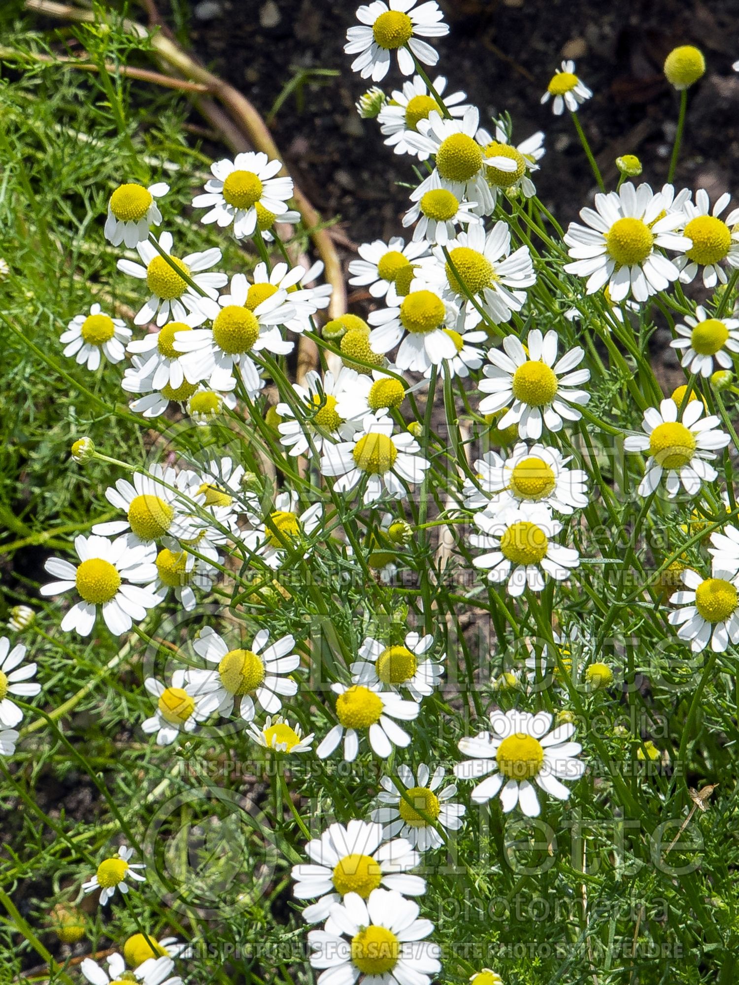 Matricaria chamomilla (chamomile, scented mayweed) 2