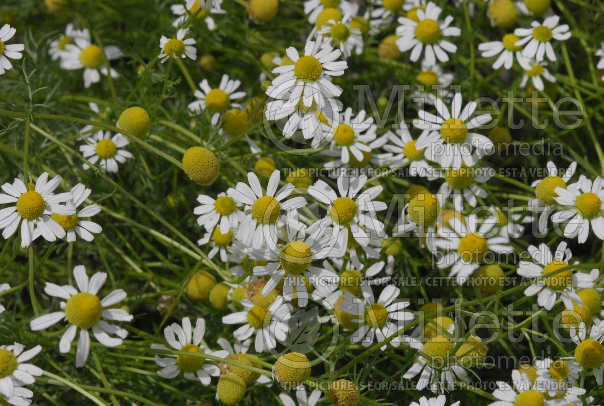 Matricaria chamomilla (chamomile, scented mayweed) 1