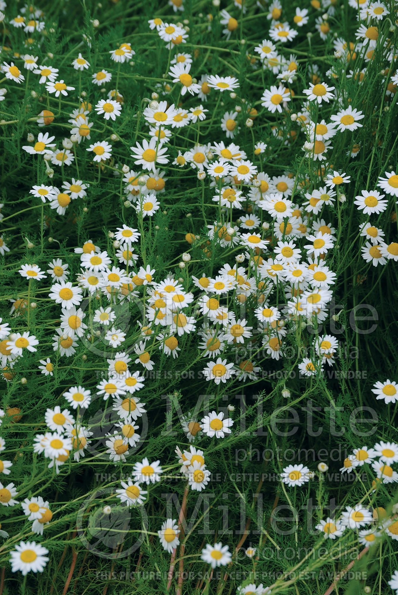 Matricaria recutita (German chamomile, scented mayweed) 1
