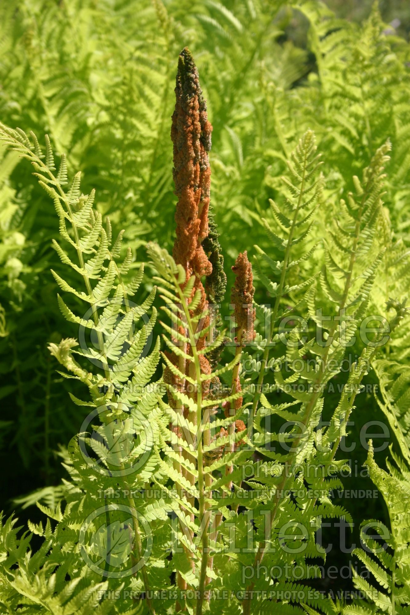 Matteuccia struthiopteris (Ostrich Fern) 6