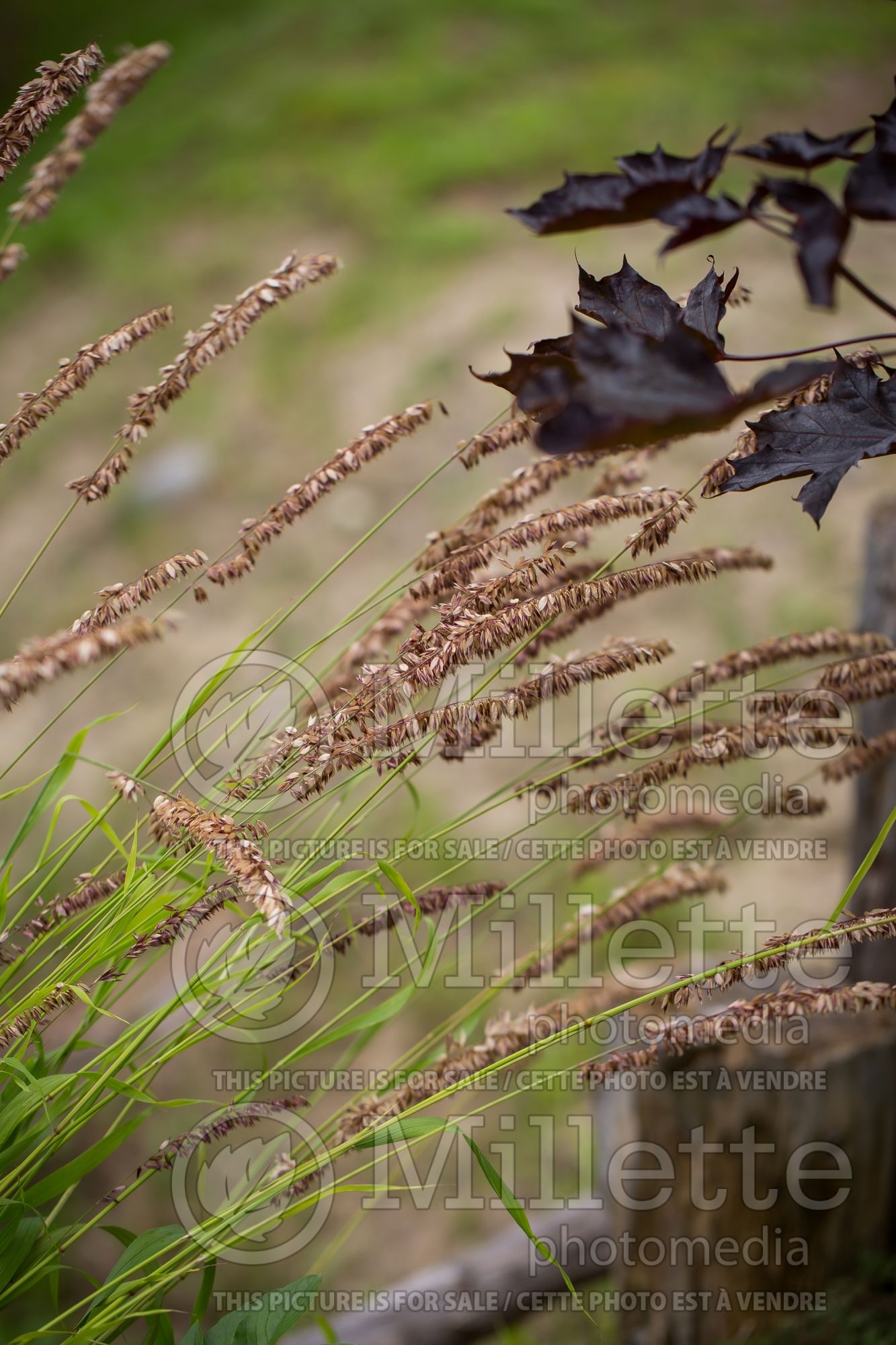 Melica Atropurpurea (Siberian melic Ornamental grass) 1