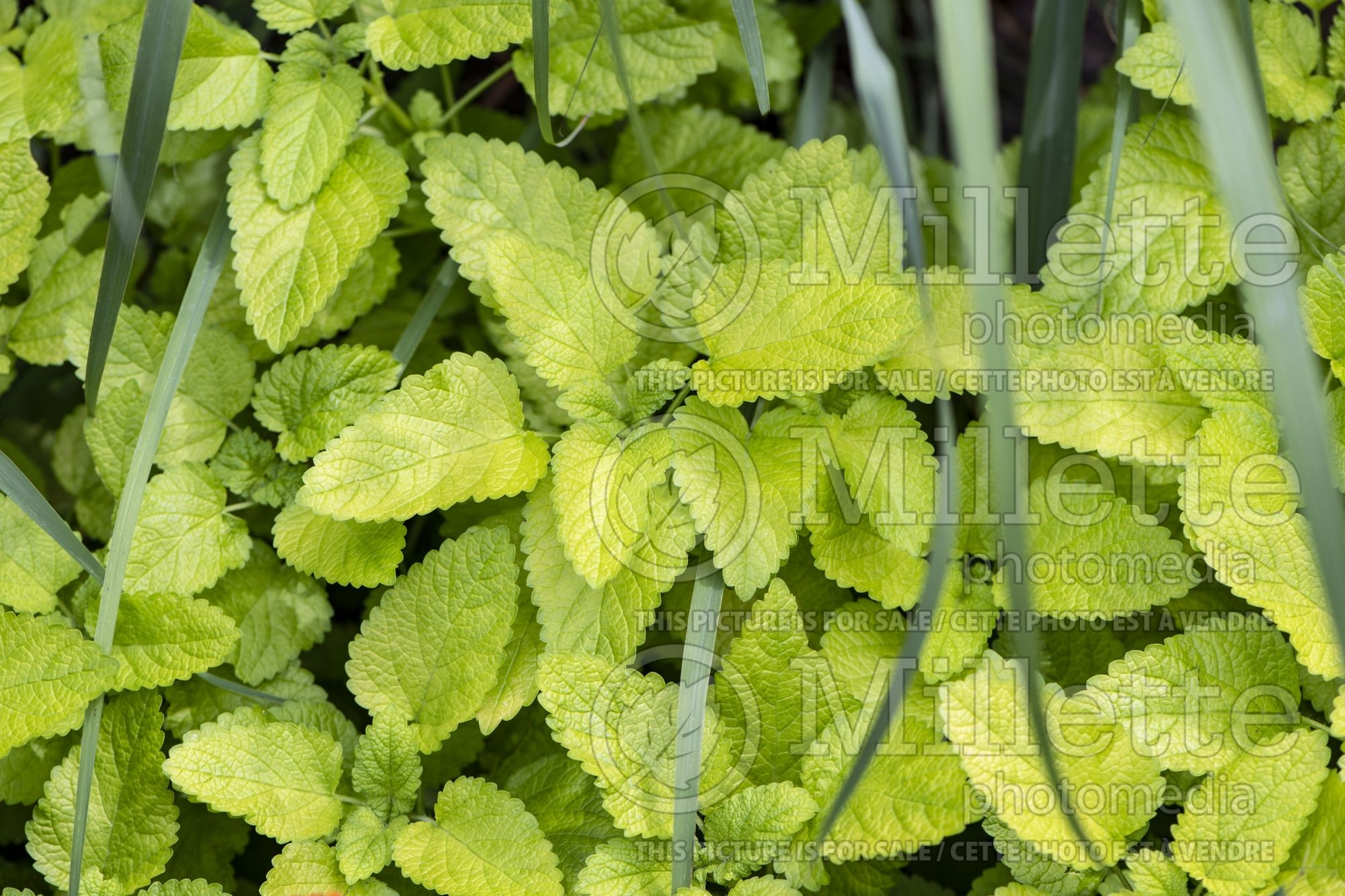 Melissa Gold Leaf (Lemon Balm herb) 1