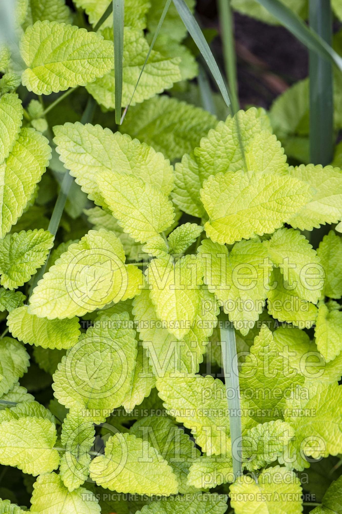 Melissa Gold Leaf (Lemon Balm herb) 2