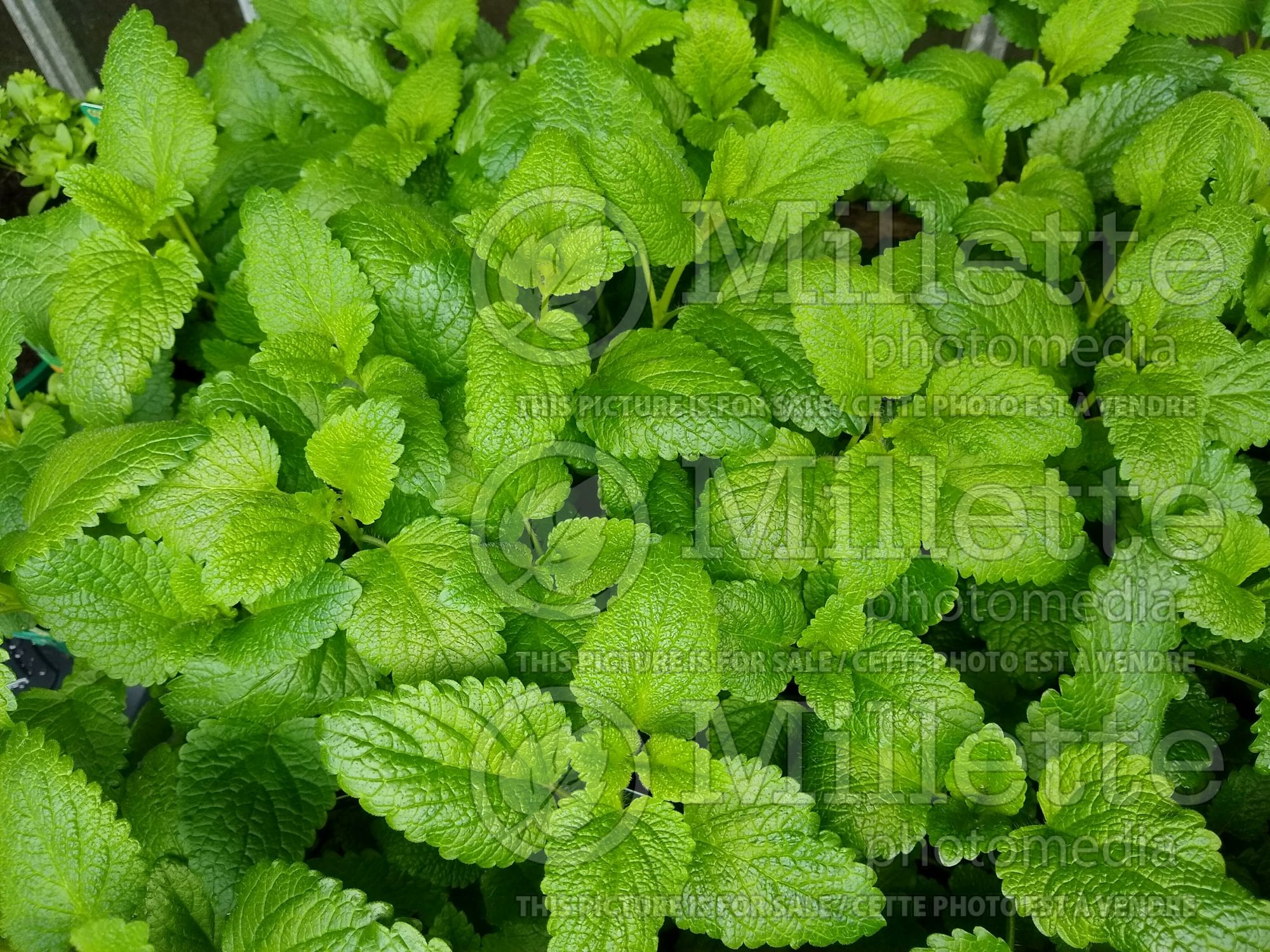 Melissa officinalis (Lemon balm herb - mélisse) 4
