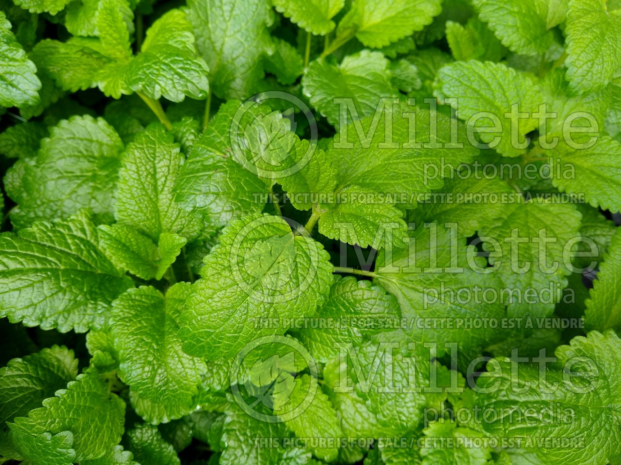 Melissa officinalis (Lemon balm herb) 5