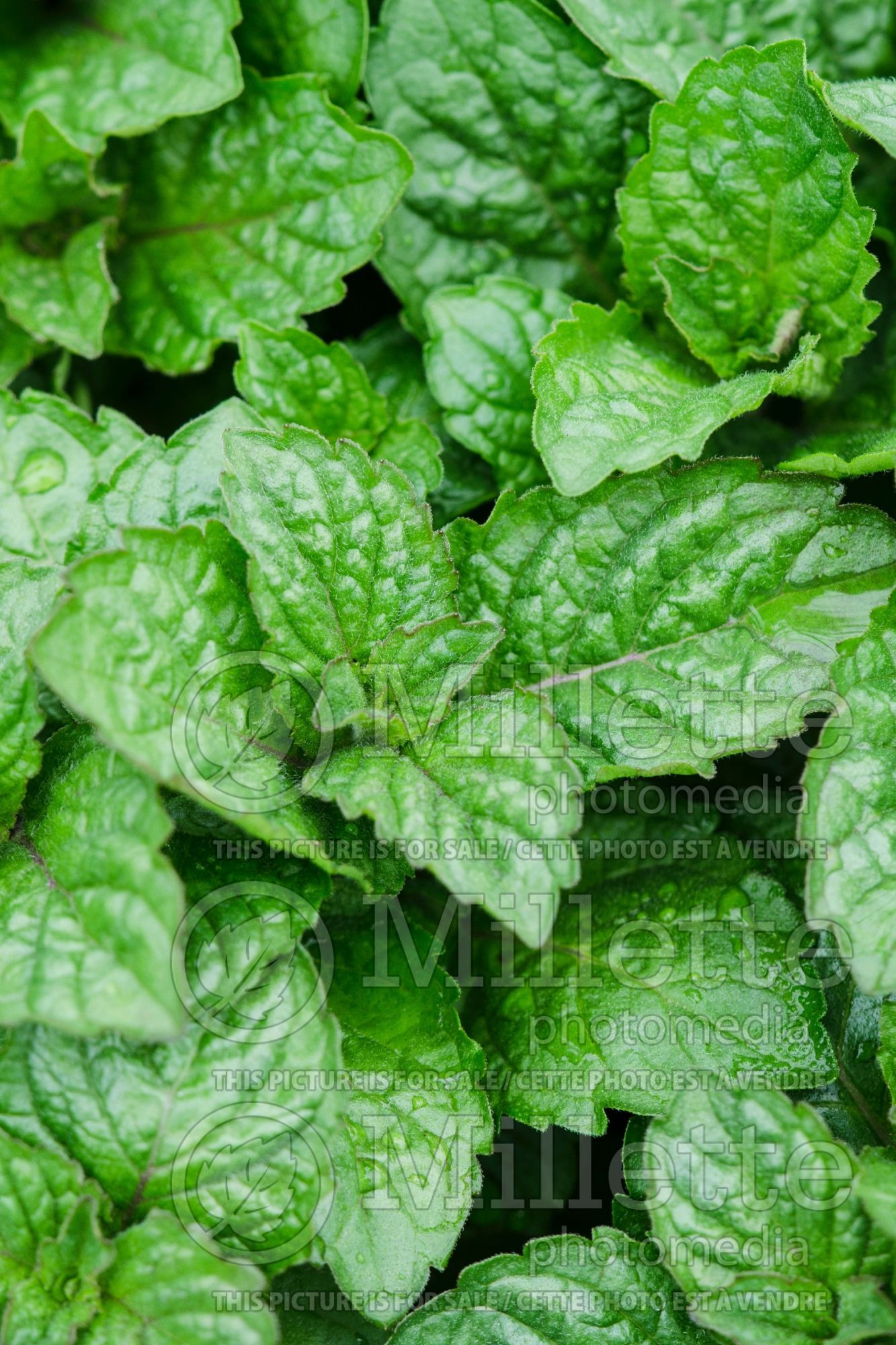 Mentha Grapefruit (Mint herb) 1