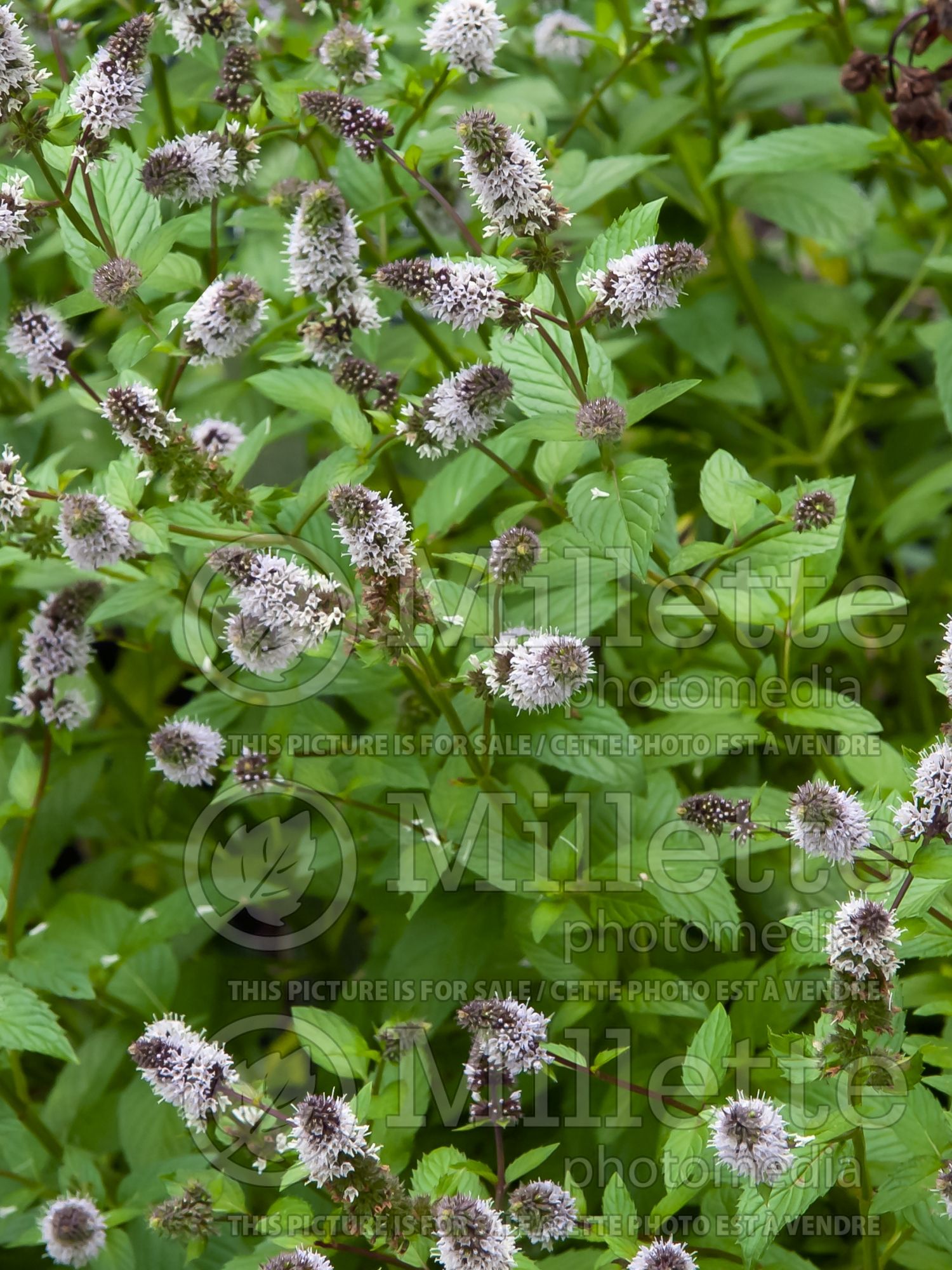 Mentha piperita (Peppermint - herb) 6