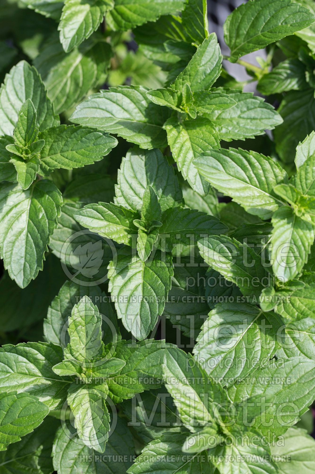 Mentha spicata (Spear Mint, Spearmint, garden mint, common mint) 5