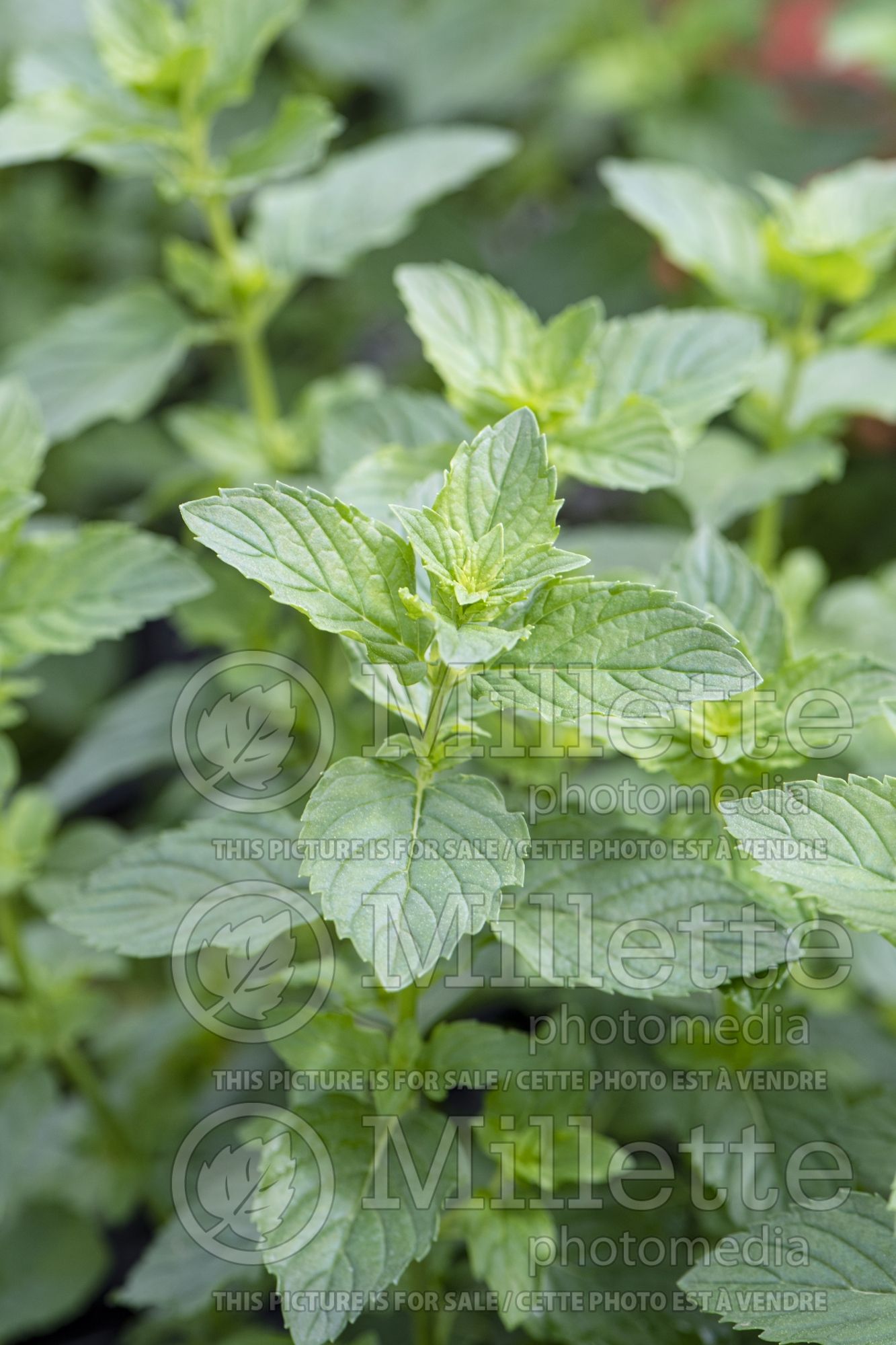 Mentha spicata (Spear Mint, Spearmint, garden mint, common mint - herbe) 7