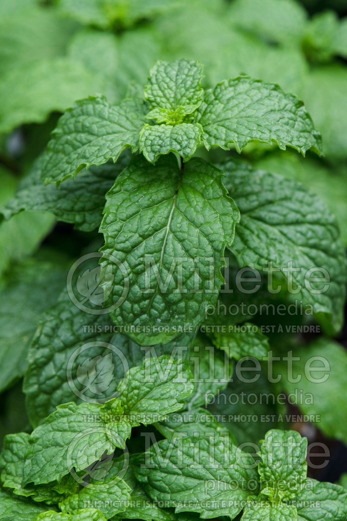 Mentha Mojito (Mint herb) 1