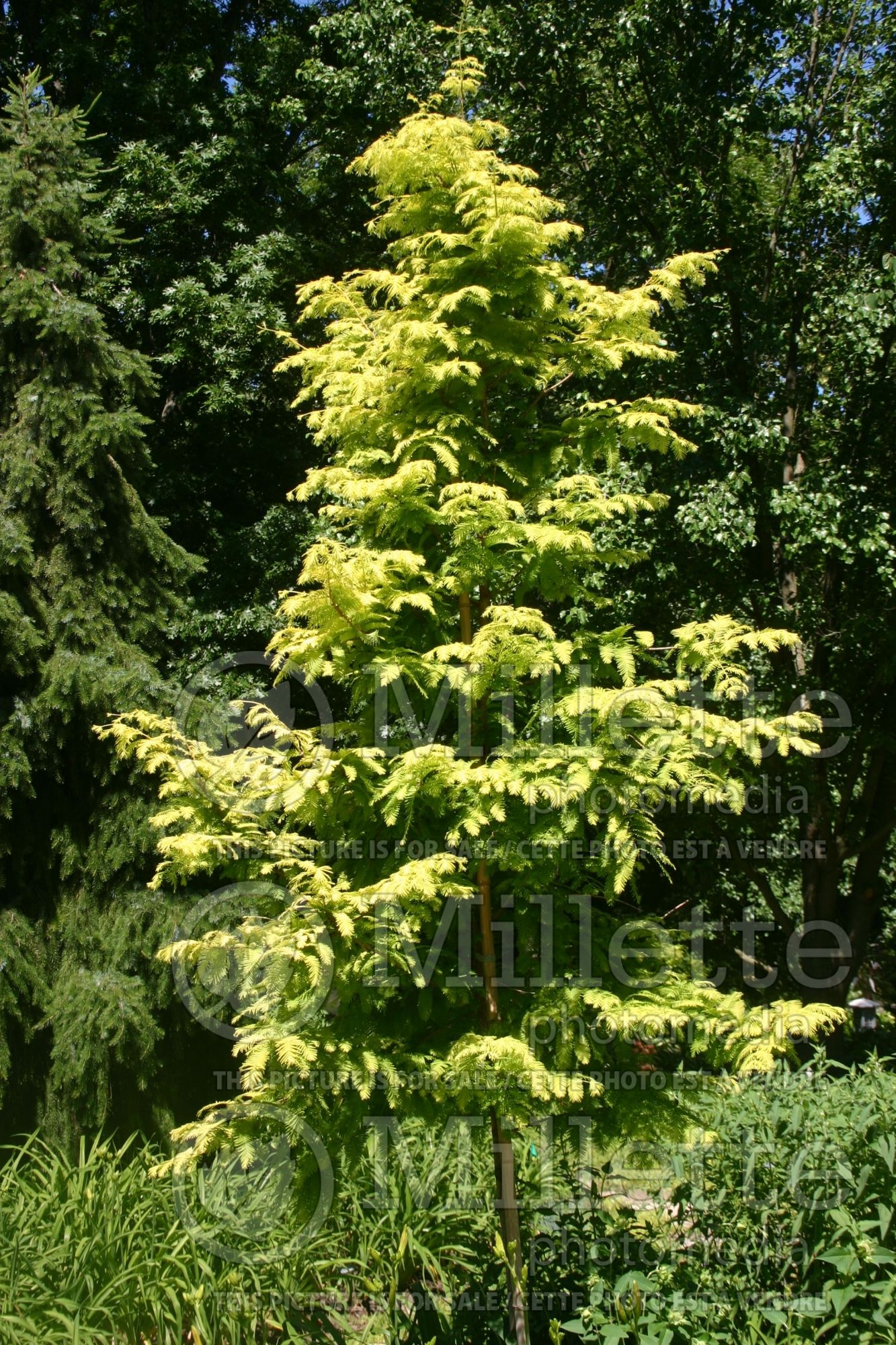 Metasequoia glyptostroboides (Redwood conifer) 3