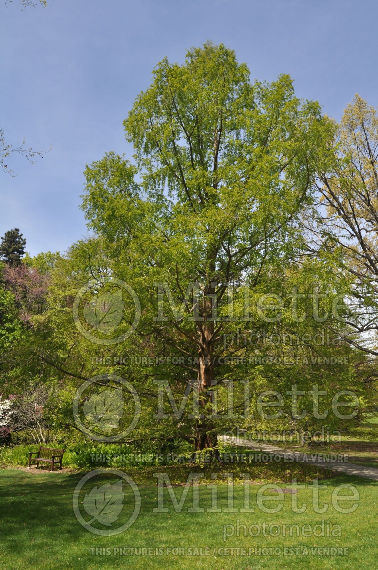Metasequoia glyptostroboides (Redwood conifer) 2
