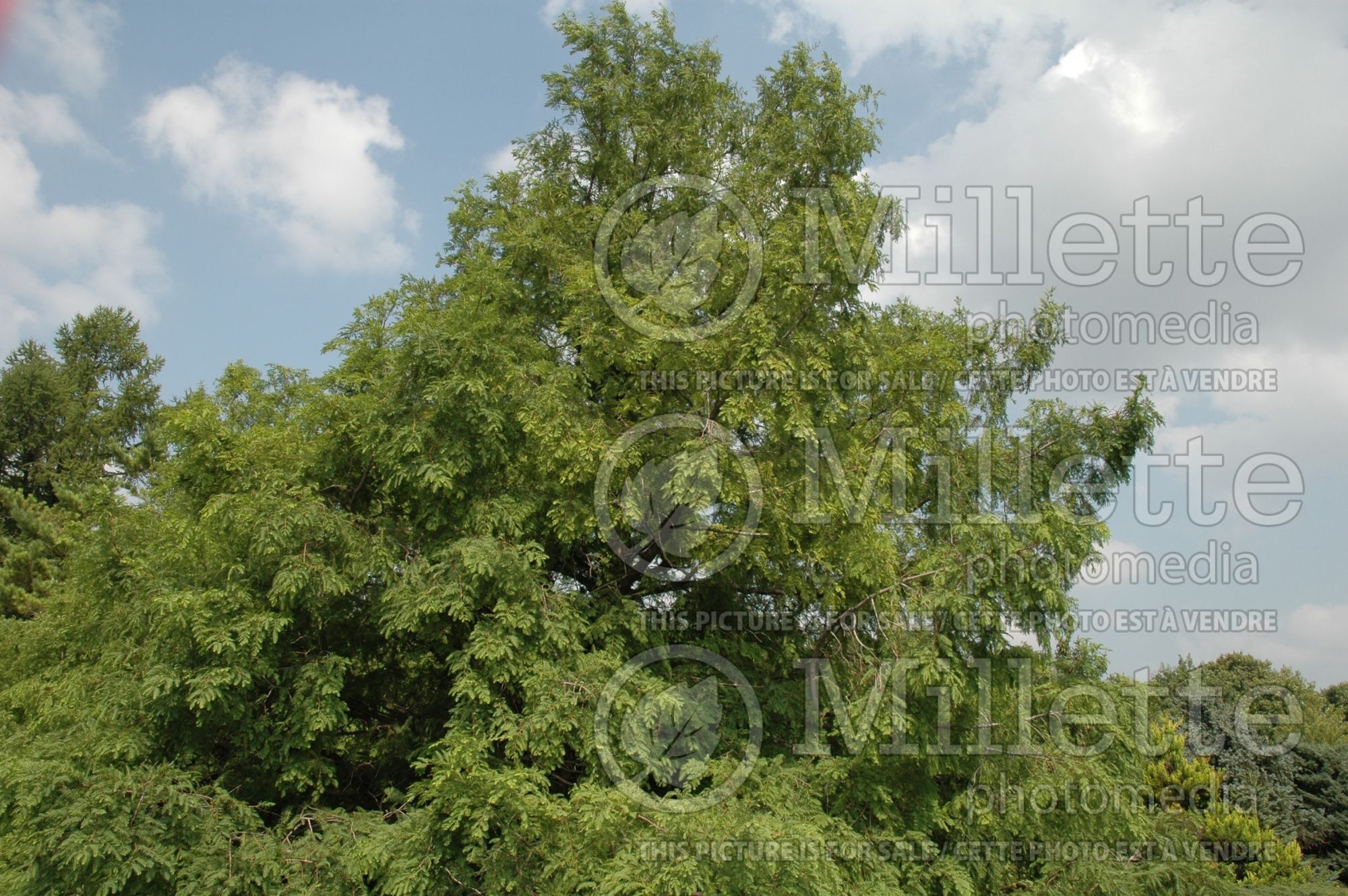 Metasequoia glyptostroboides (Redwood conifer) 6