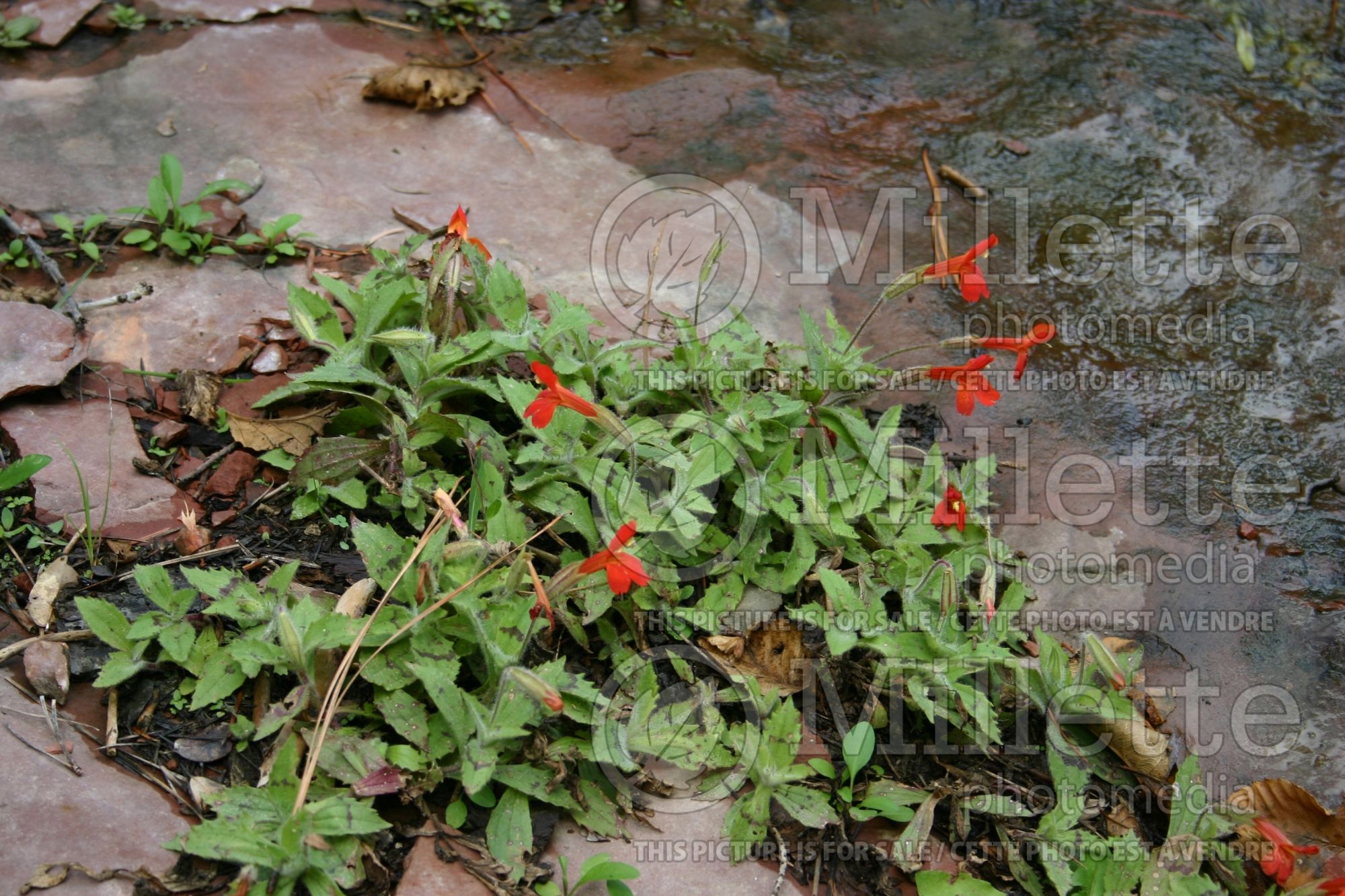 Mimulus cardinalis (scarlet monkeyflower) 2