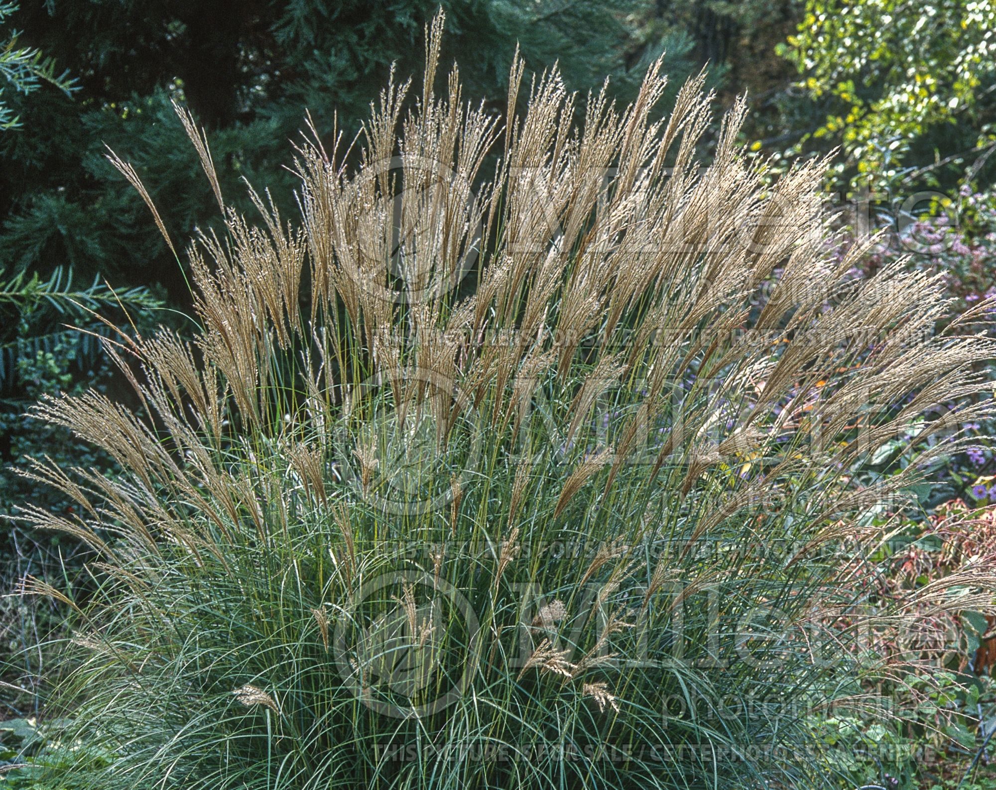 Miscanthus Adagio (Maiden Grasses Ornamental Grass) 10