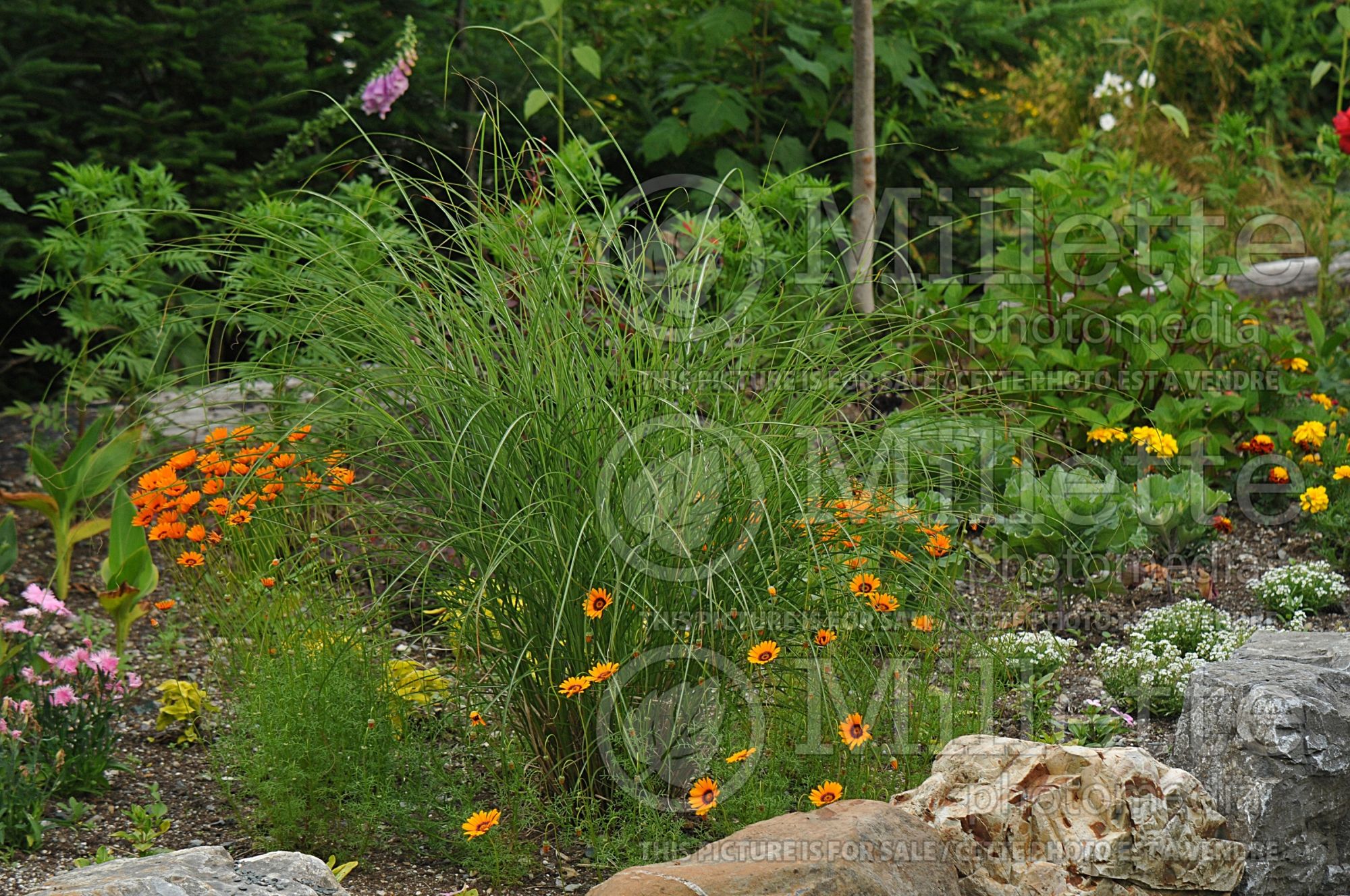 Miscanthus Adagio (Maiden Grasses Ornamental Grass) 5