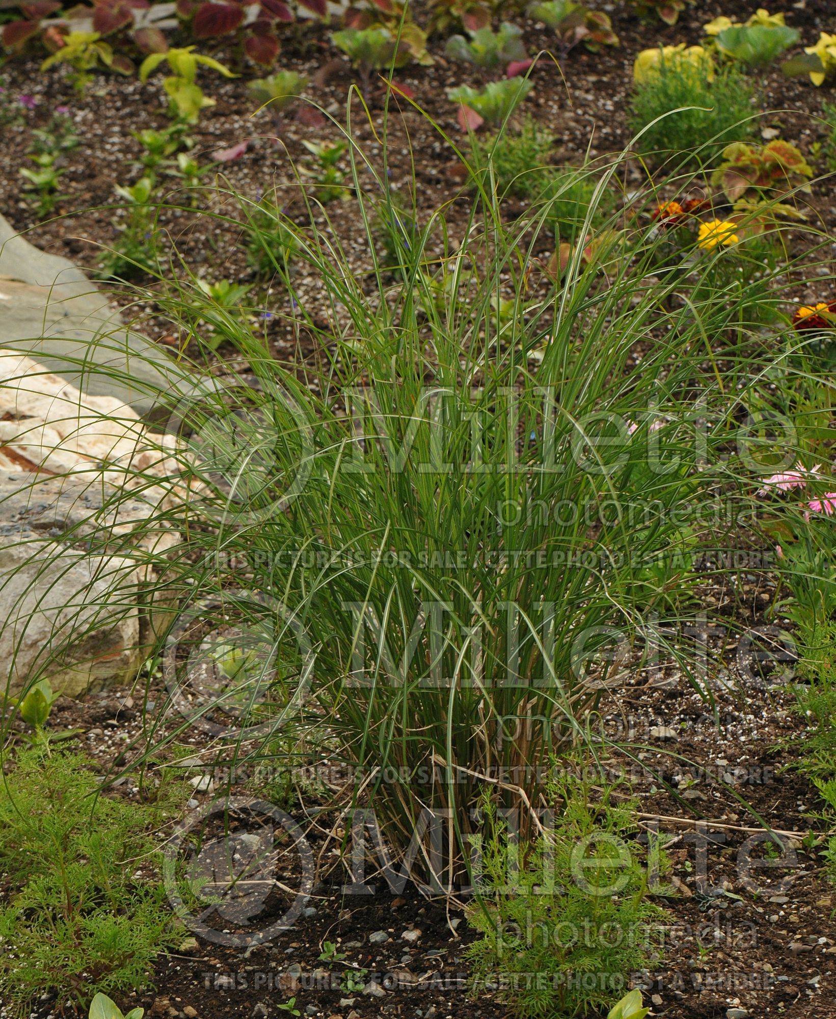 Miscanthus Adagio (Maiden Grasses Ornamental Grass) 6