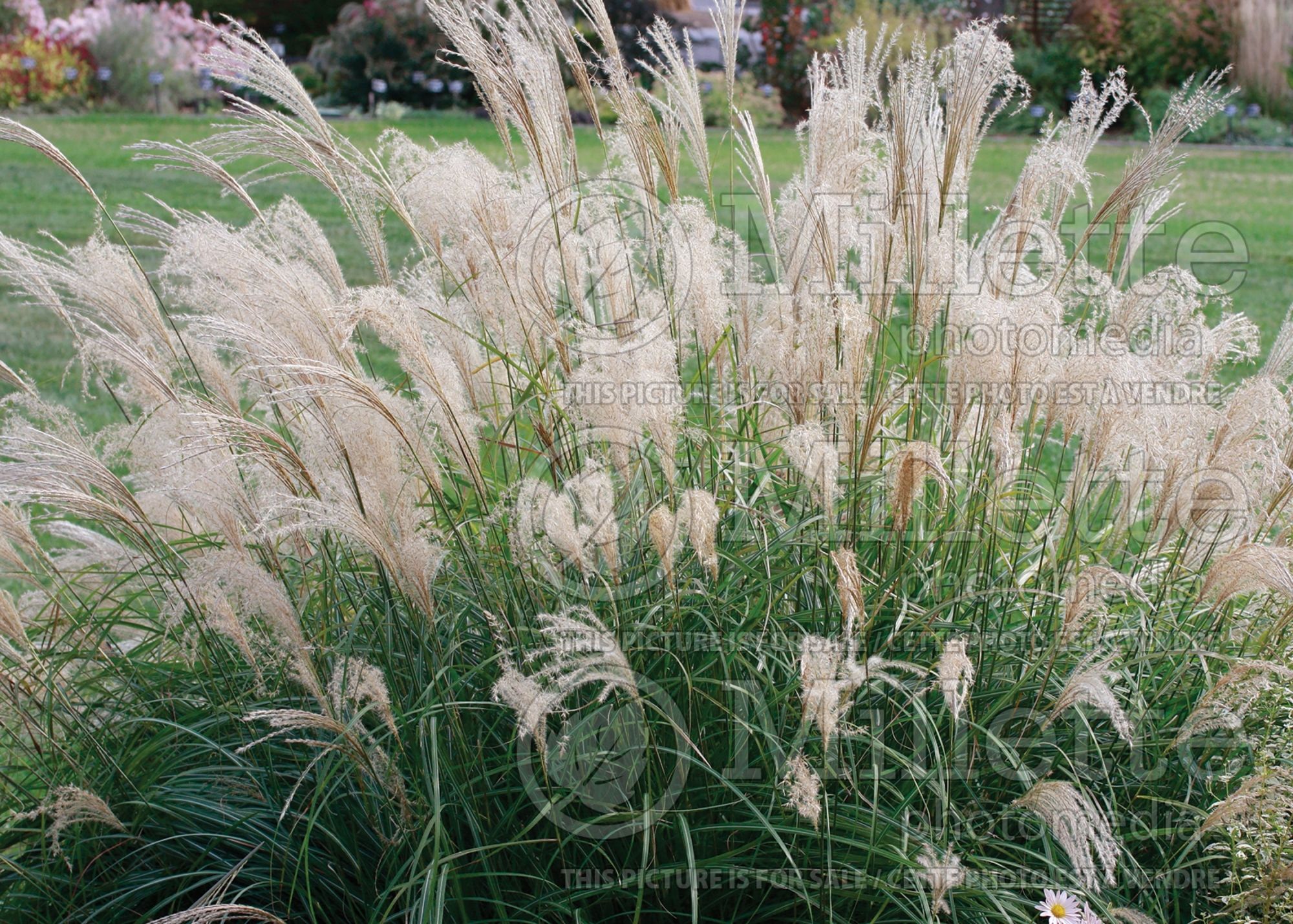 Miscanthus Adagio (Maiden Grasses Ornamental Grass) 9