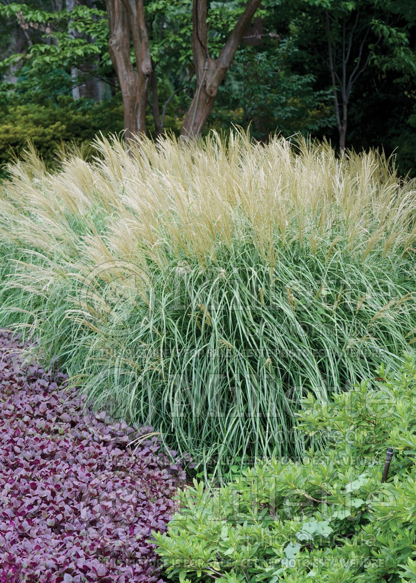 Miscanthus Adagio (Maiden Grasses Ornamental Grass) 8