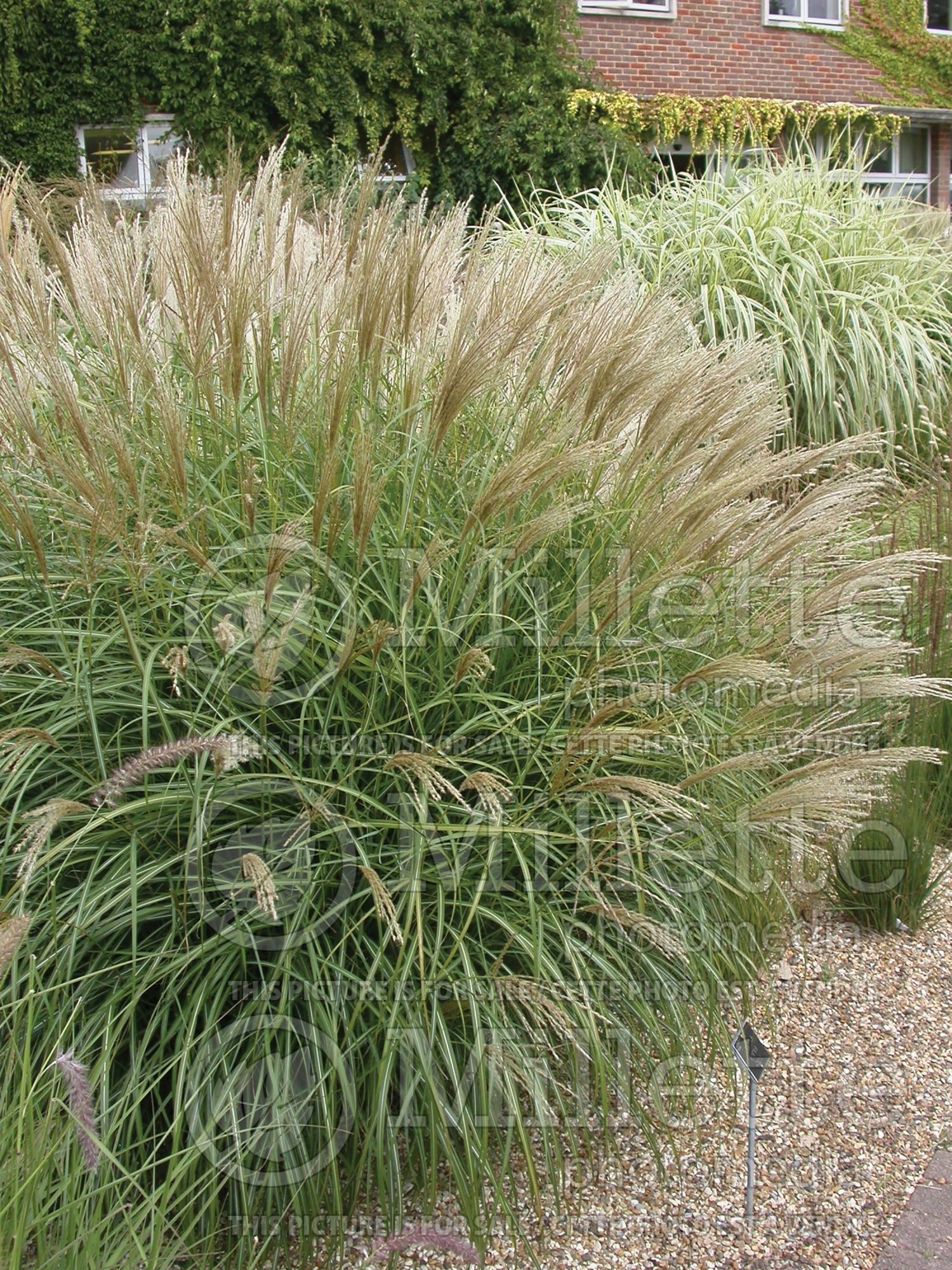 Miscanthus Adagio (Maiden Grasses Ornamental Grass) 7