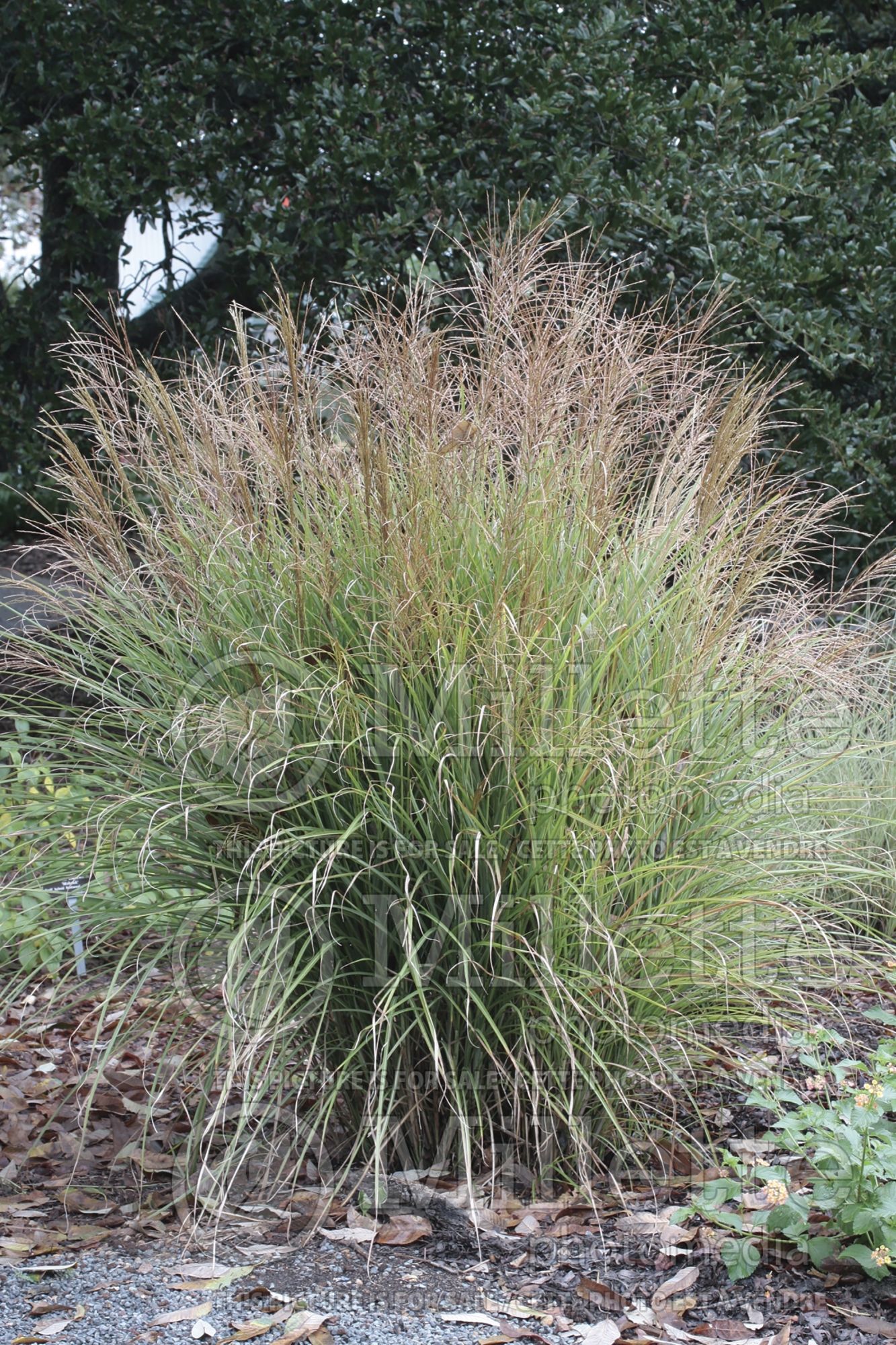 Miscanthus Adagio (Maiden Grasses Ornamental Grass) 4