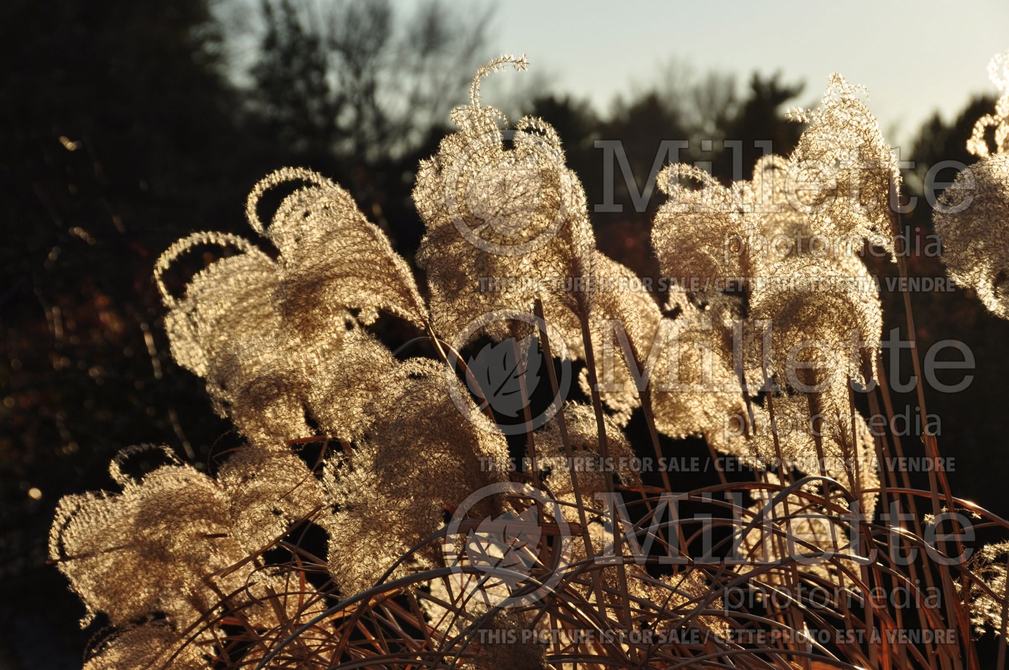 Miscanthus Malepartus (Maiden Grasses Ornamental Grass) 13