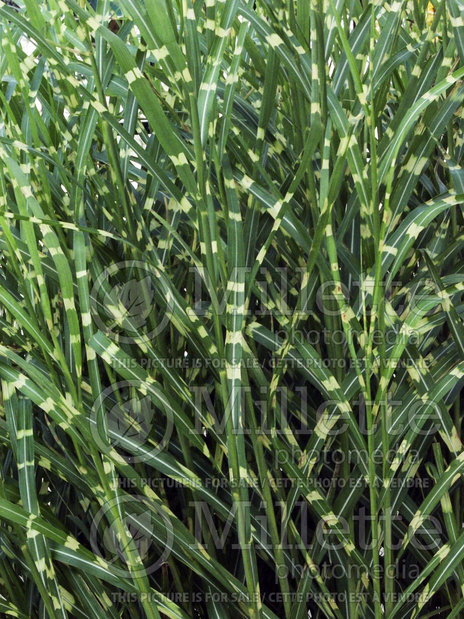 Miscanthus Zebrinus (Zebra Grass Ornamental Grass) 4