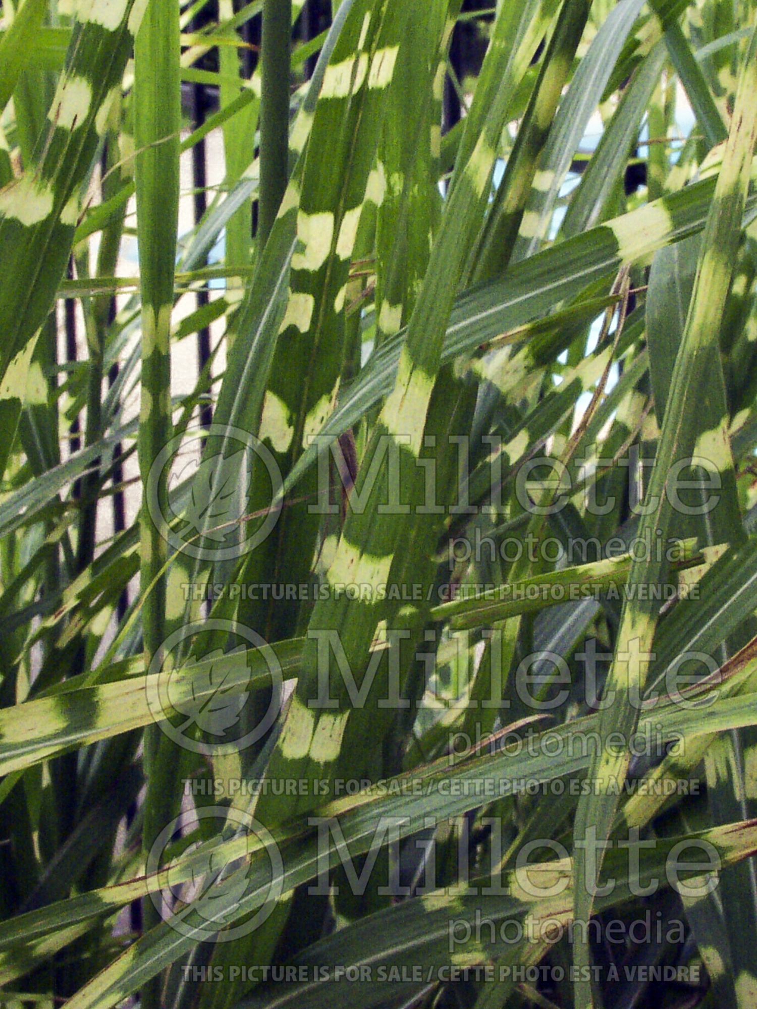 Miscanthus Zebrinus (Zebra Grass Ornamental Grass) 6