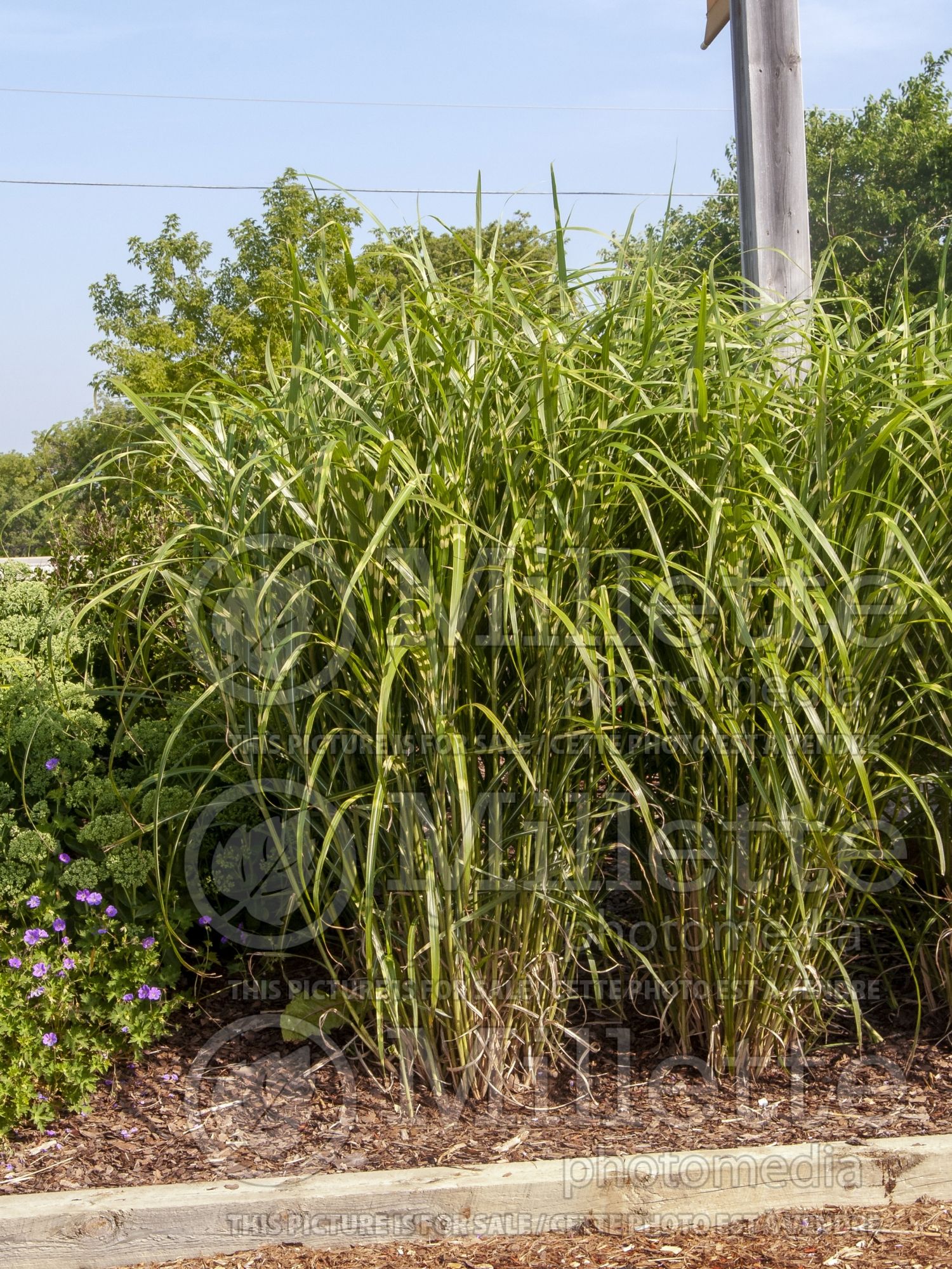 Miscanthus Zebrinus (Zebra Grass Ornamental Grass) 5