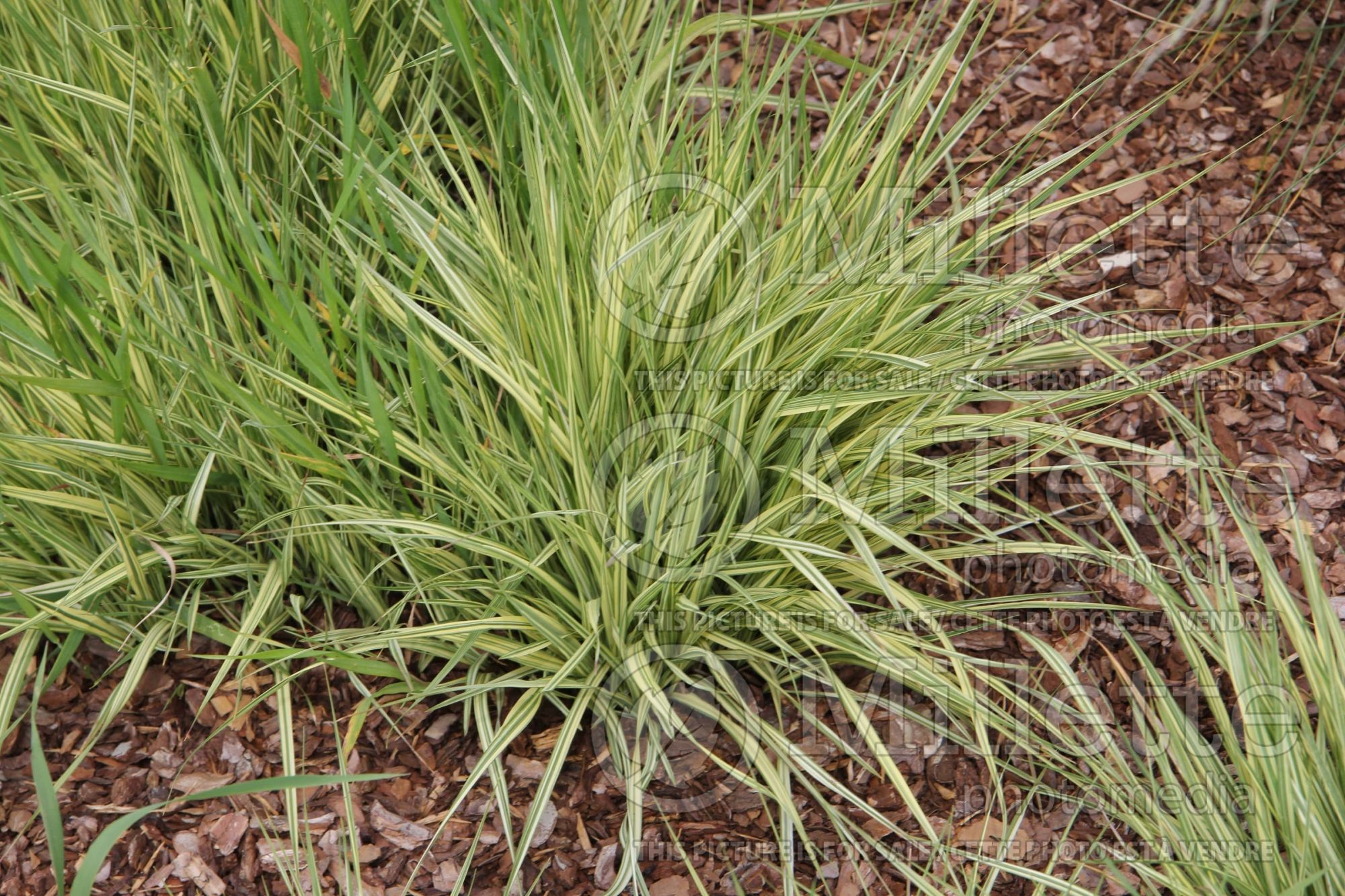 Molinia Variegata (Purple moor grass Ornamental Grass) 11