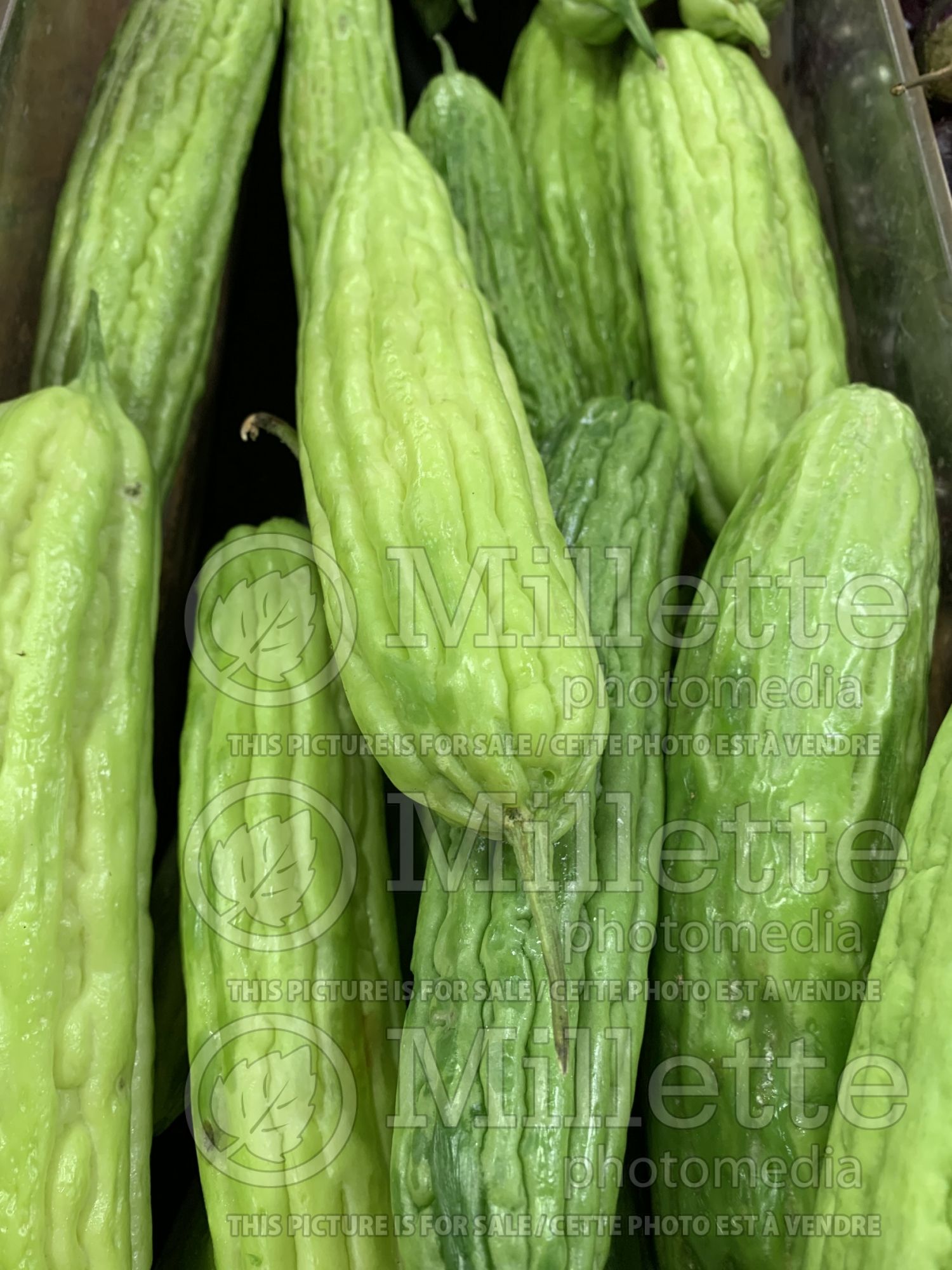 Momordica charantia (bitter melon asiatic vegetable) 3