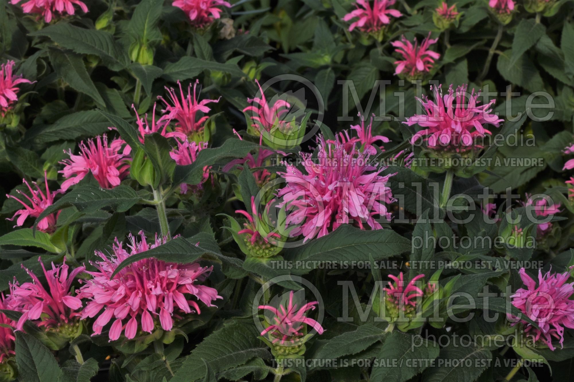 Monarda Balmy Pink (Bee Balm) 1