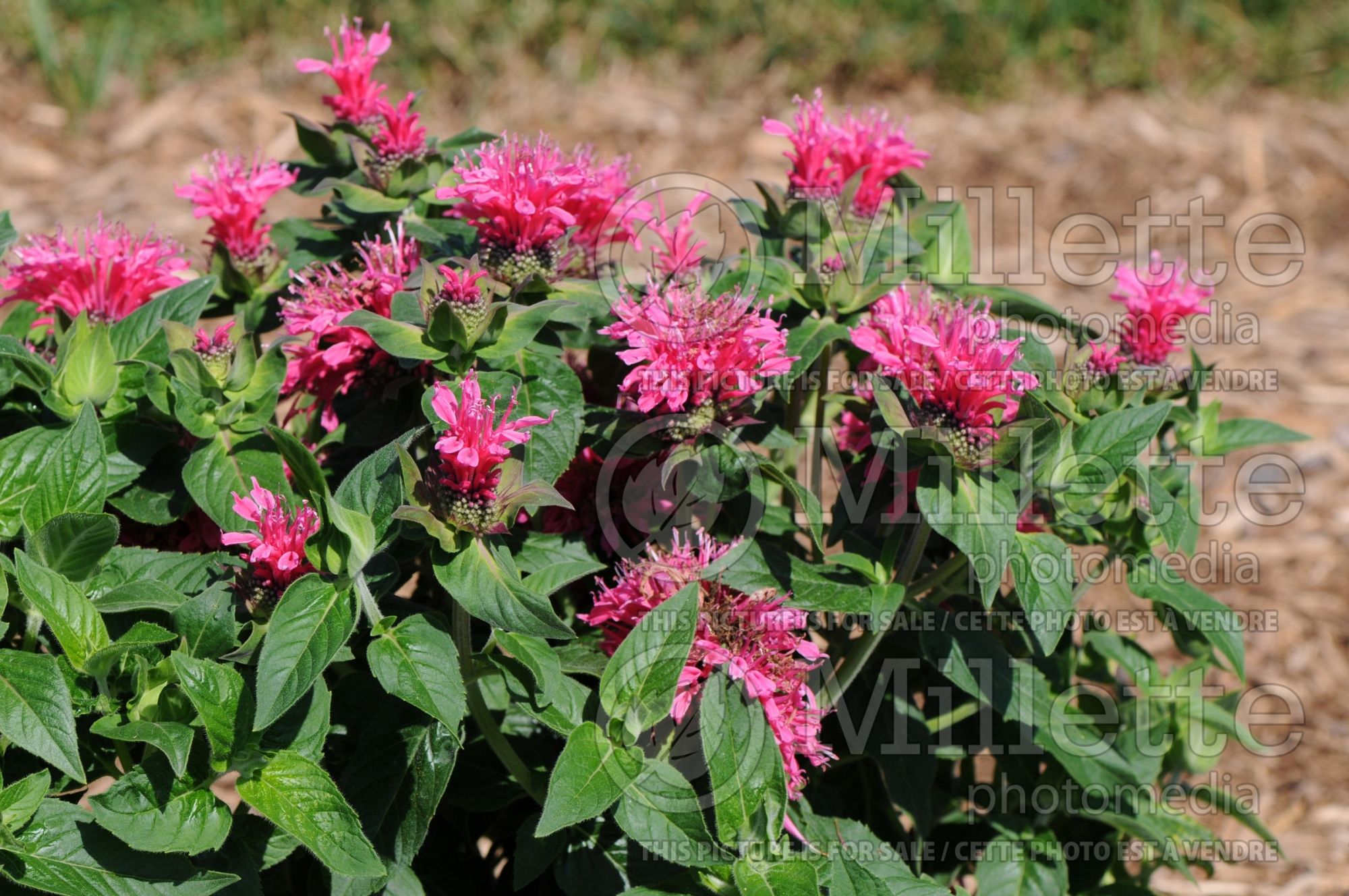 Monarda Cranberry Lace (Bee Balm bergamot) 1