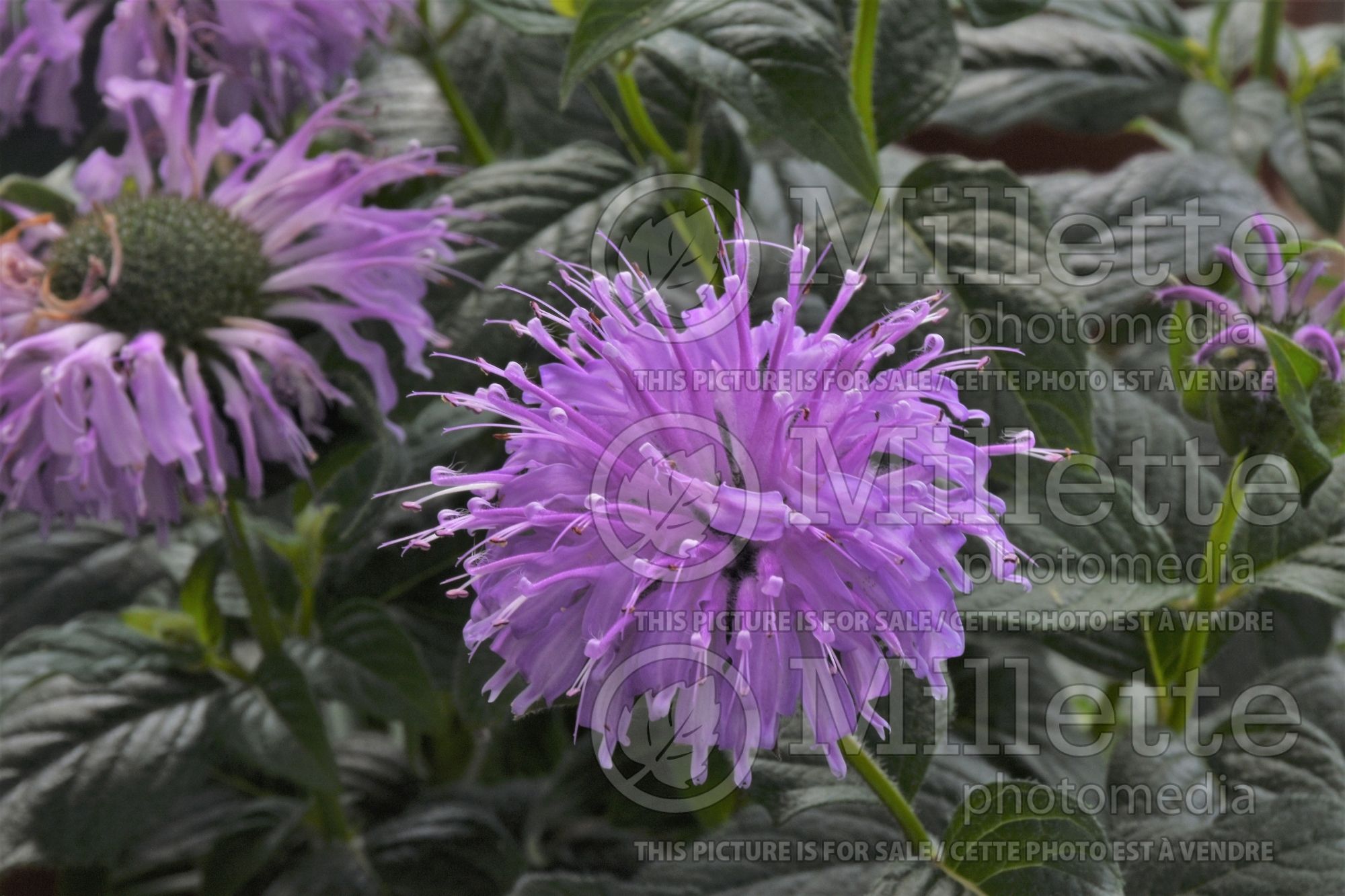 Monarda Blue Moon (Bee Balm bergamot) 1