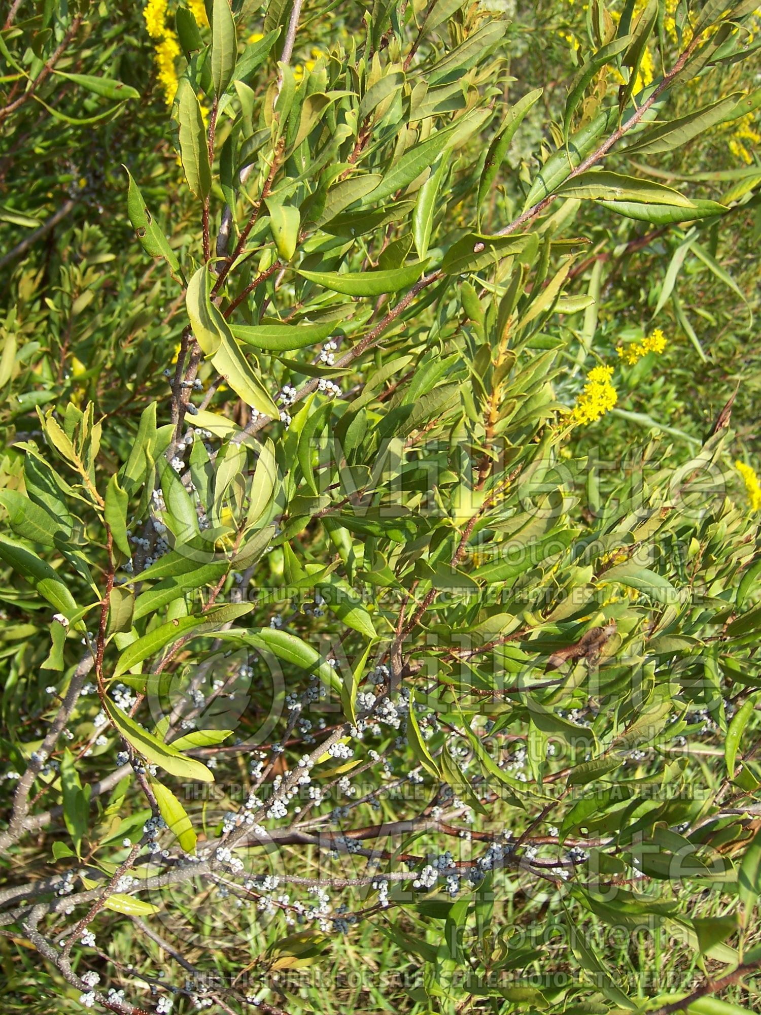 Morella cerifera (wax myrtle) 3
