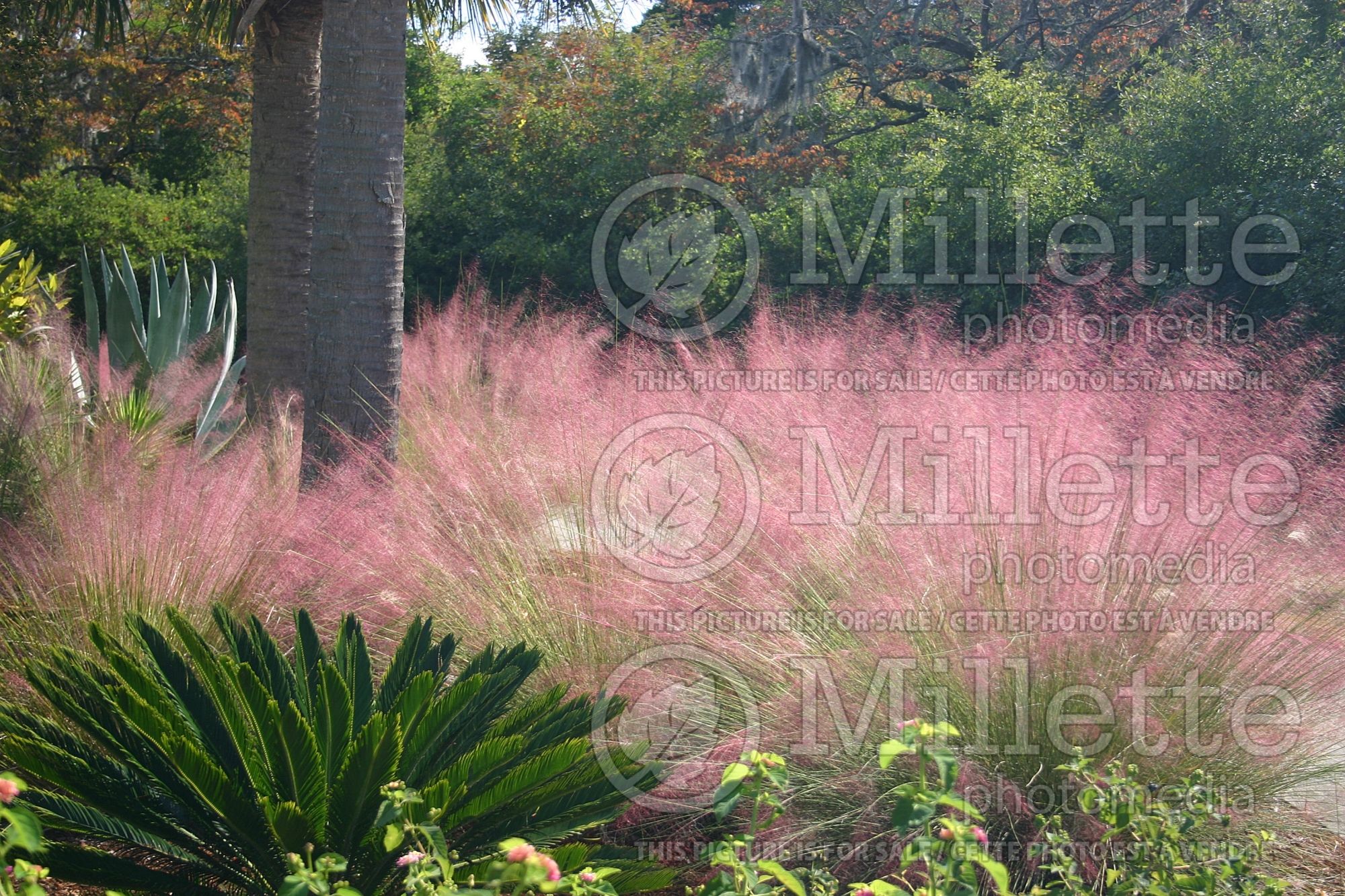 Muhlenbergia capillaris (Muhly grass) 3