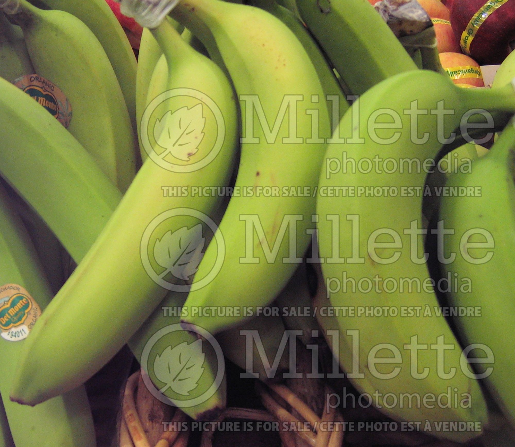 Musa acuminata (Banana tree fruit) 1