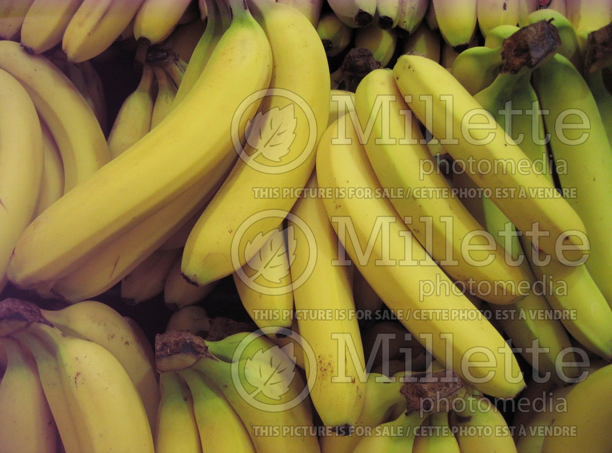 Musa acuminata (Banana tree fruit) 2