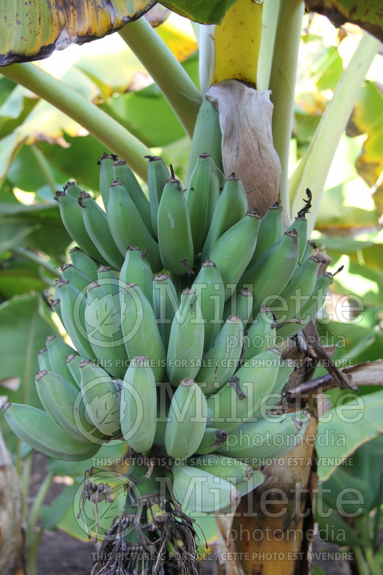 Musa Dwarf Namwa (Dwarf Banana tree) 3