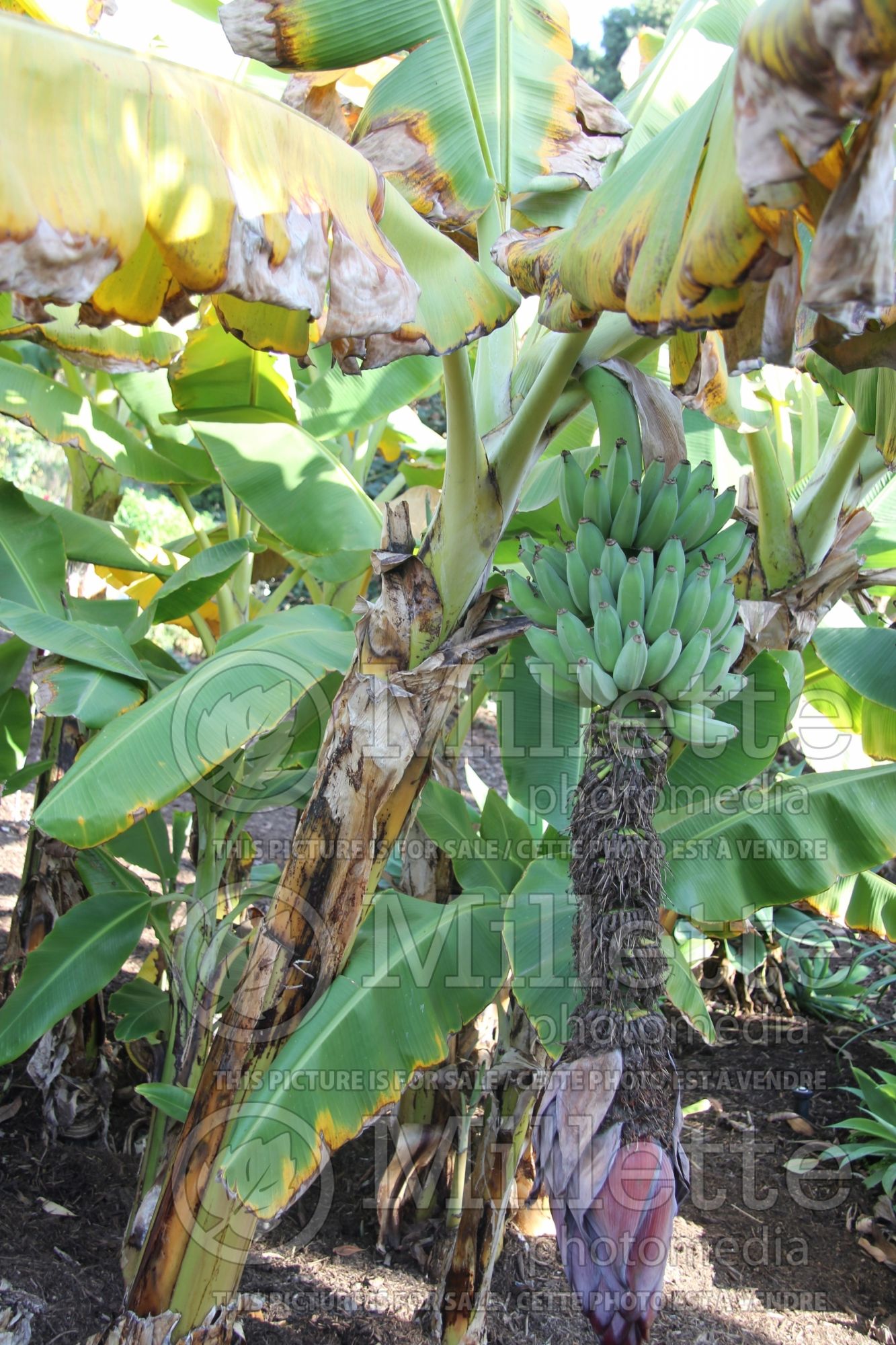 Musa Dwarf Namwa (Dwarf Banana tree) 4