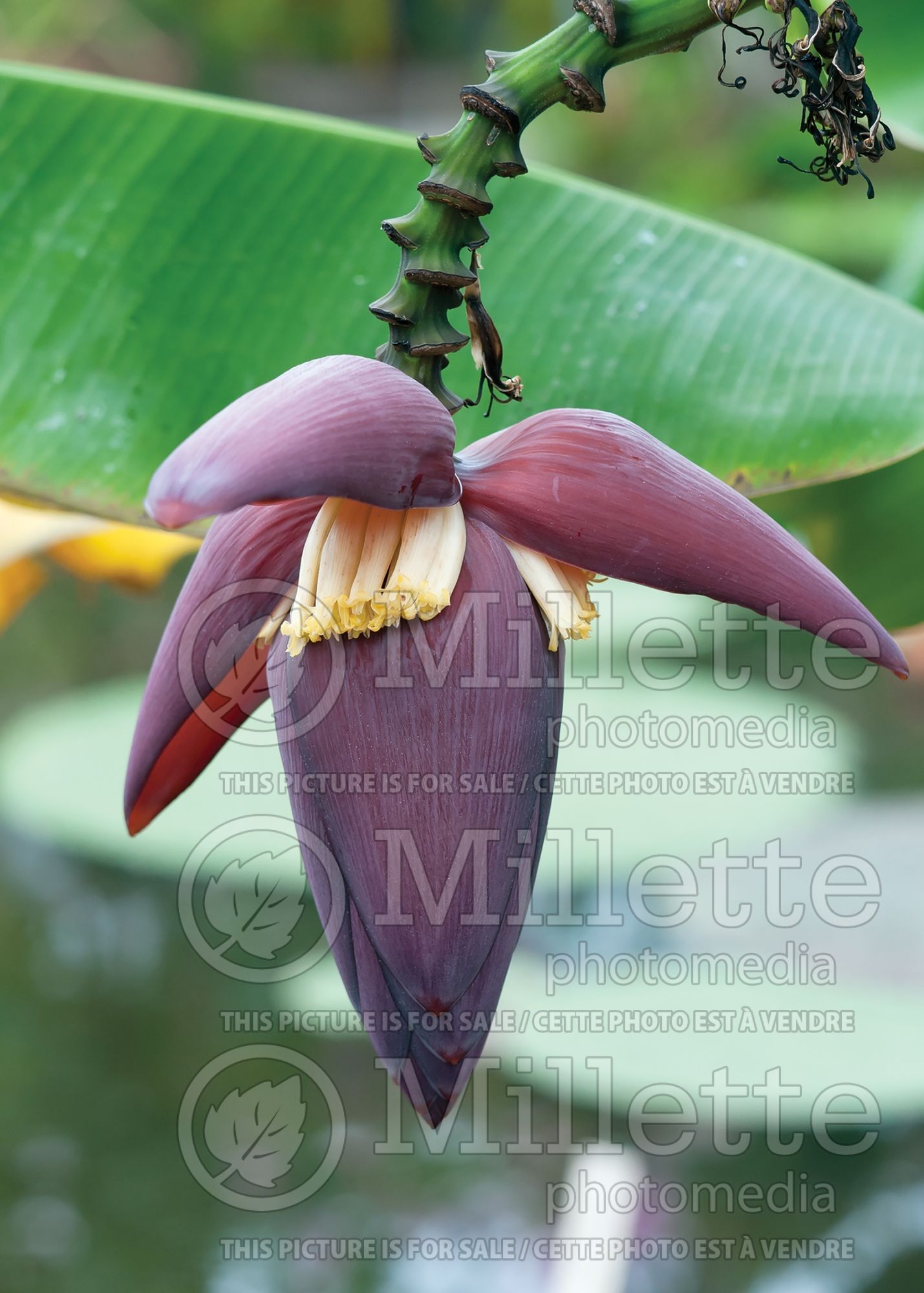Musa Dwarf Namwa (Dwarf Banana tree) 5