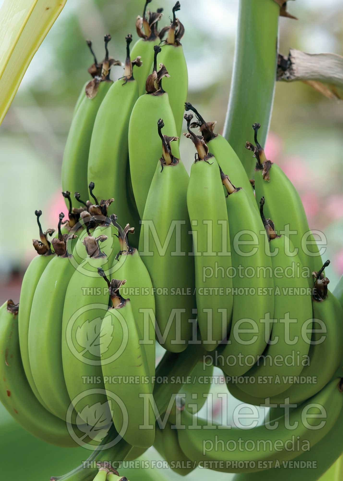 Musa Dwarf Namwa (Dwarf Banana tree) 6