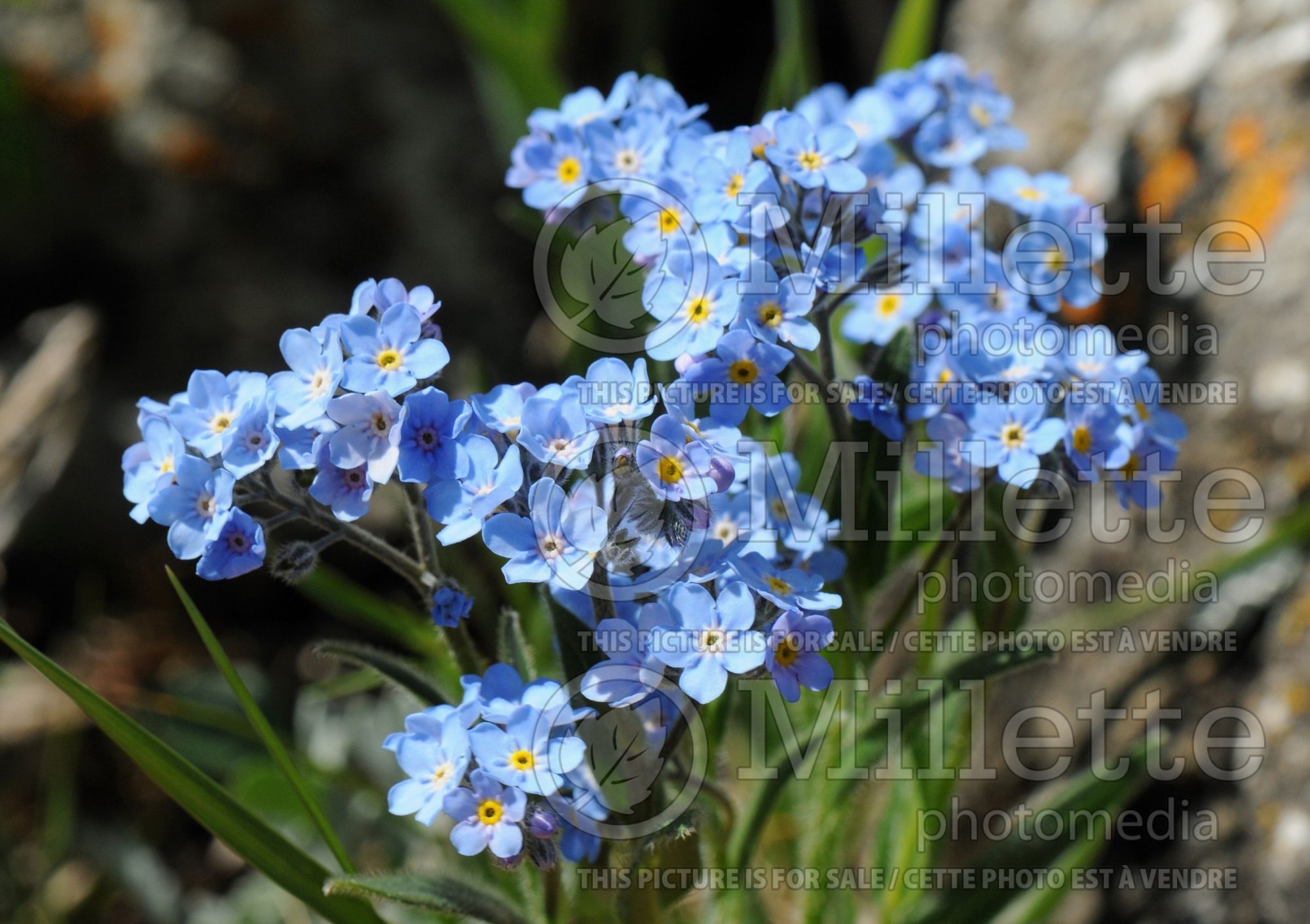 Myosotis asiatica (Asian forget-me-not) 1