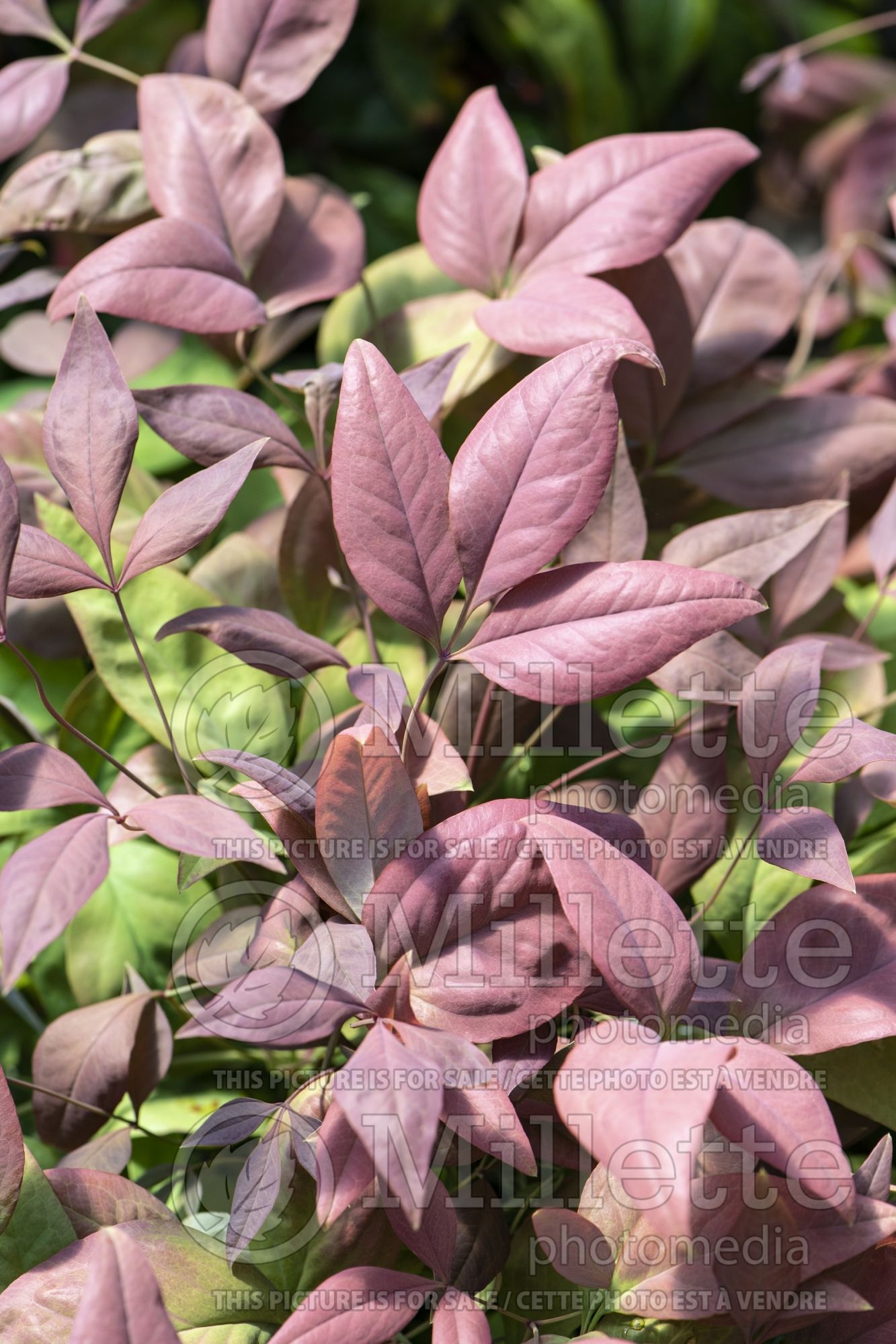 Nandina Blush Pink (Heavenly bamboo) 2