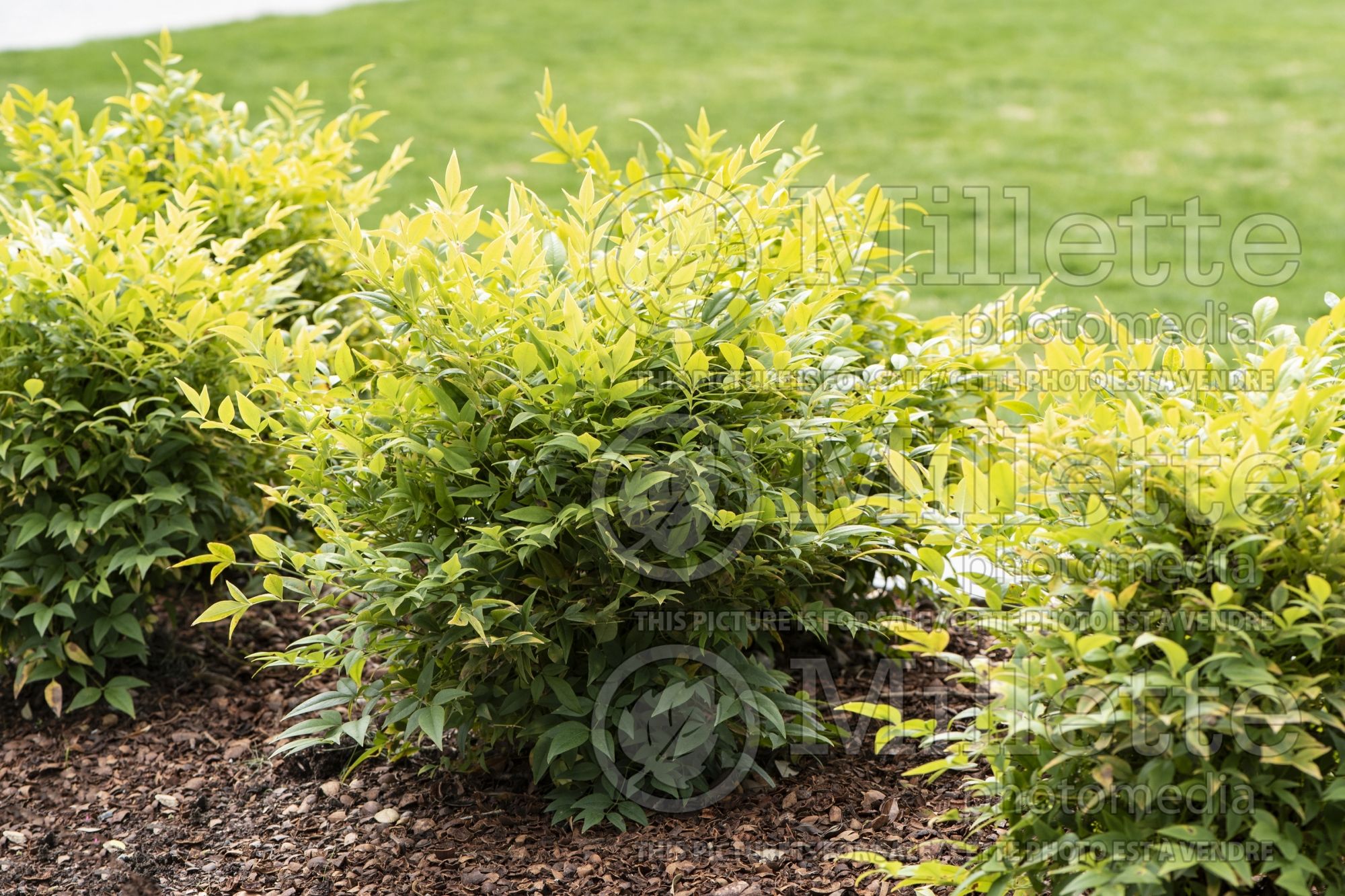 Nandina Lemon Lime (Heavenly bamboo) 2