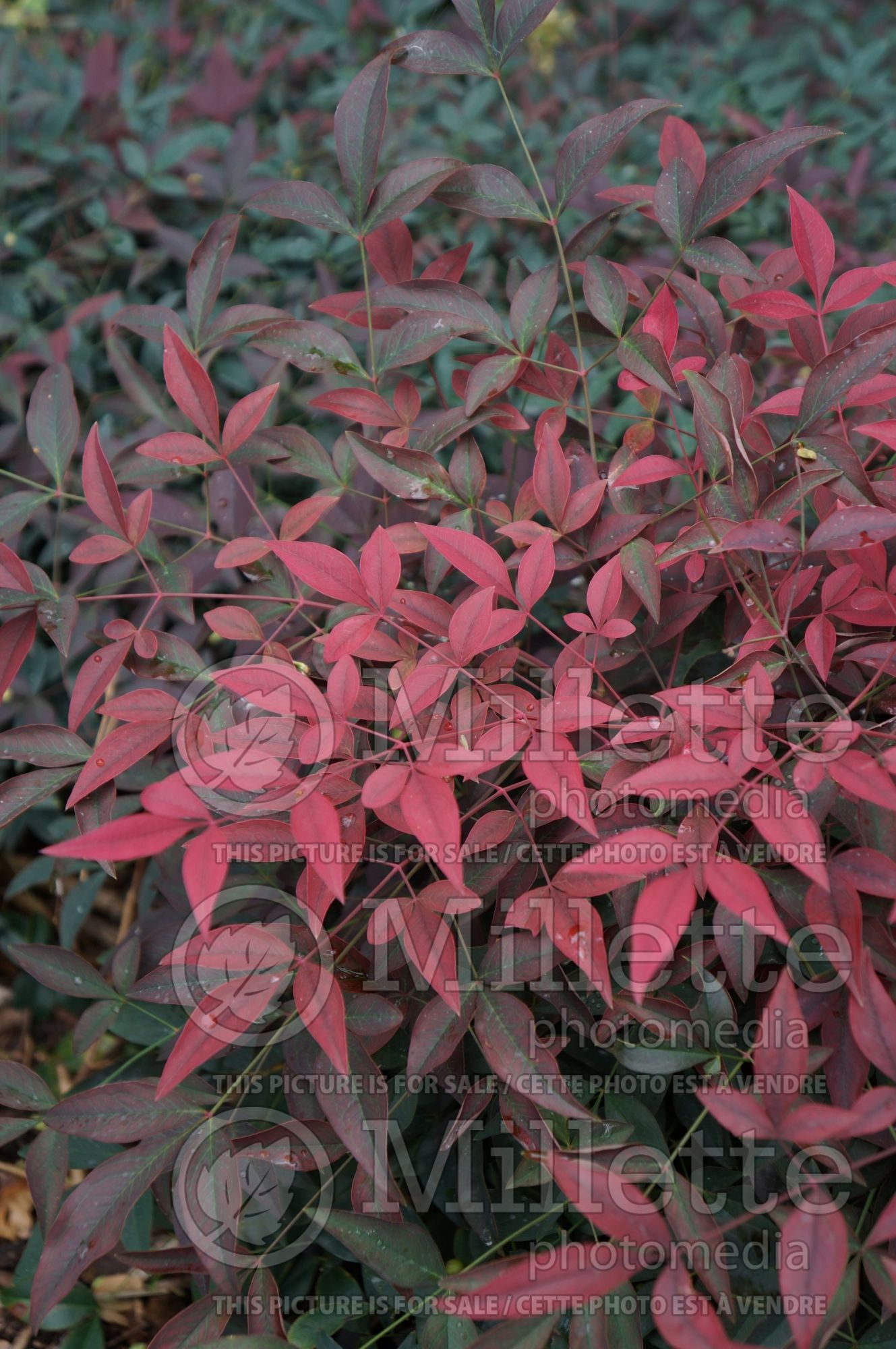 Nandina Murasaki aka Flirt (heavenly bamboo) 1