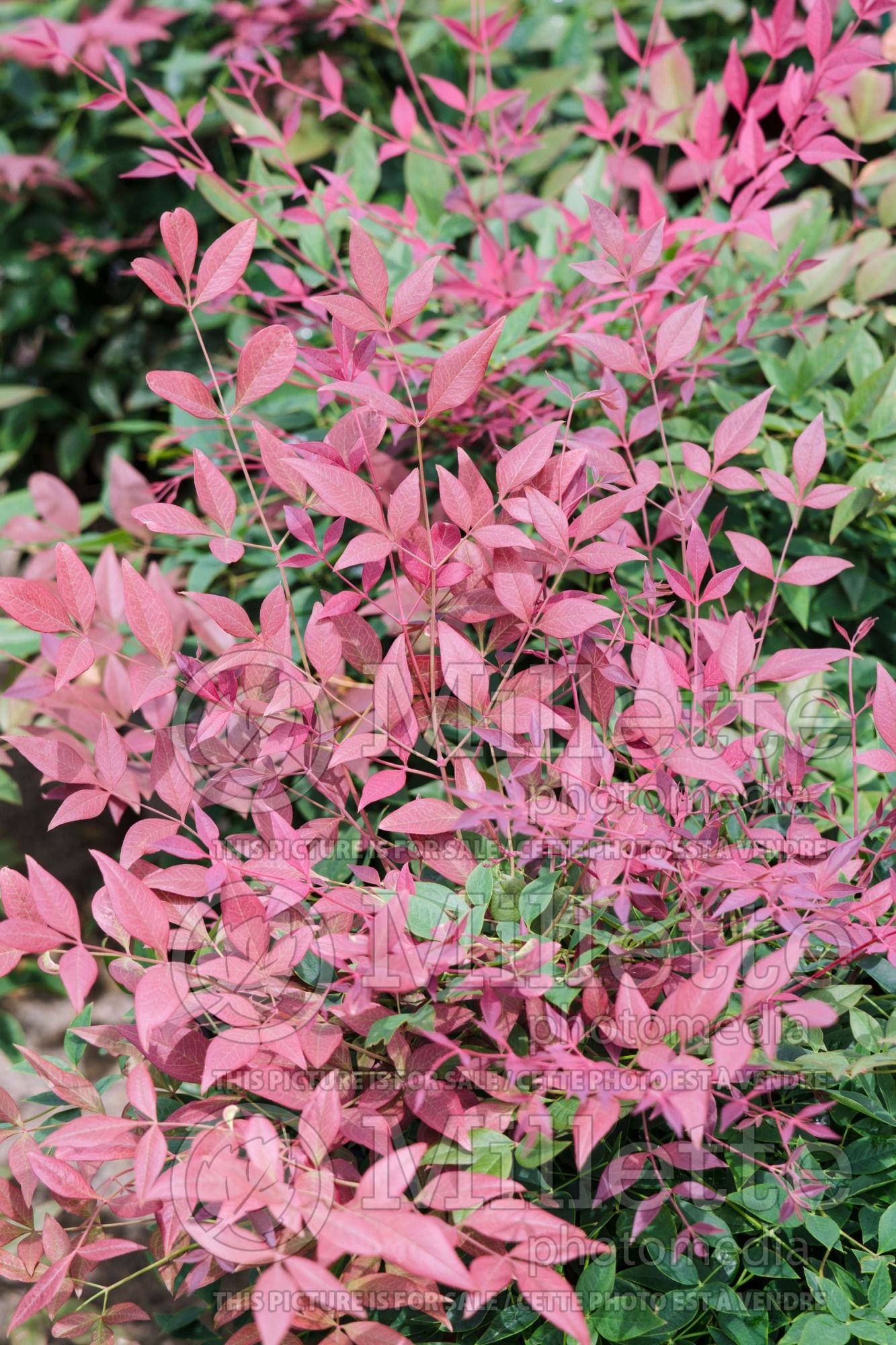 Nandina Obsession aka Seika (Heavenly bamboo) 3