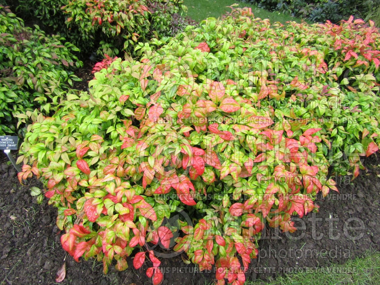 Nandina Wood S Dwarf Heavenly Bamboo